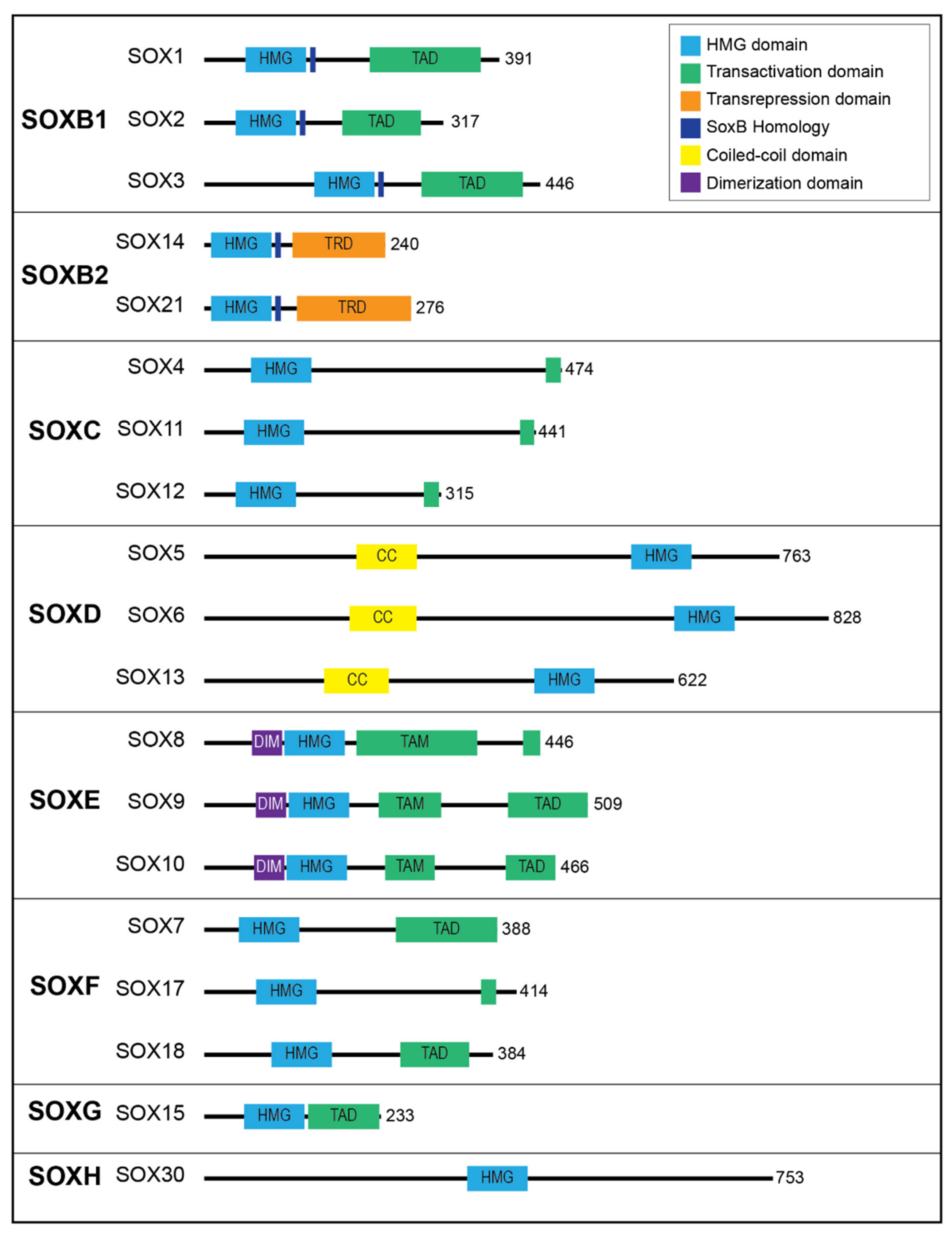 Ijms 22 11321 g002 550