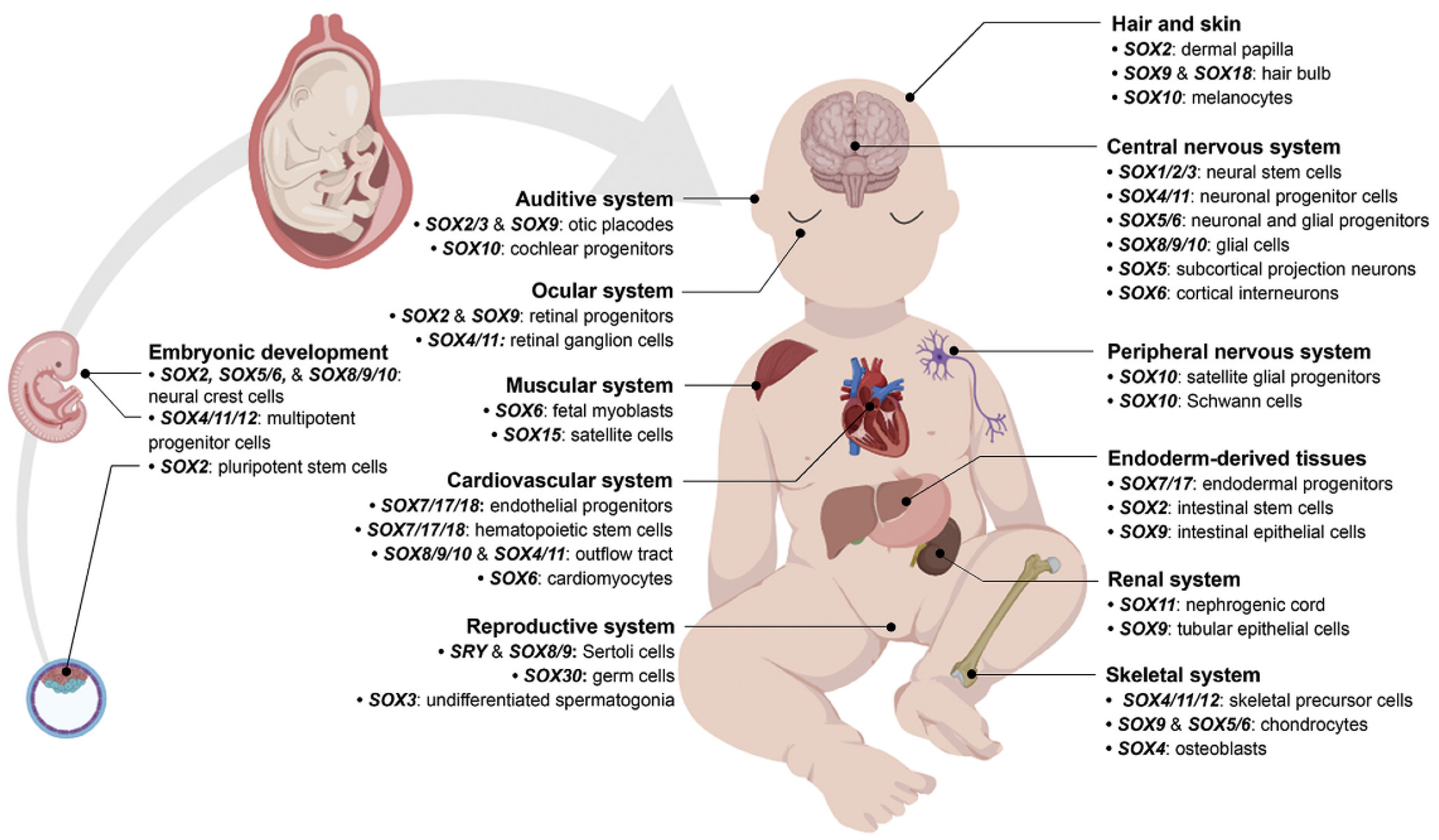Ijms 22 11321 g003 550