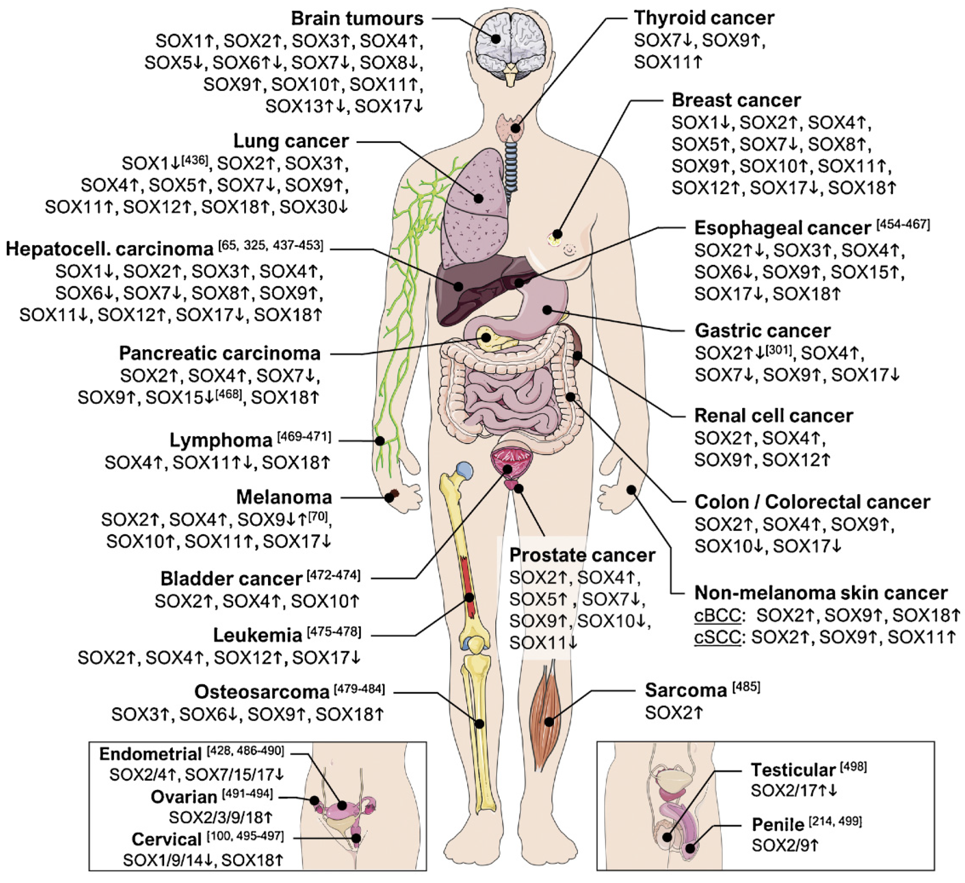 Ijms 22 11321 g004 550