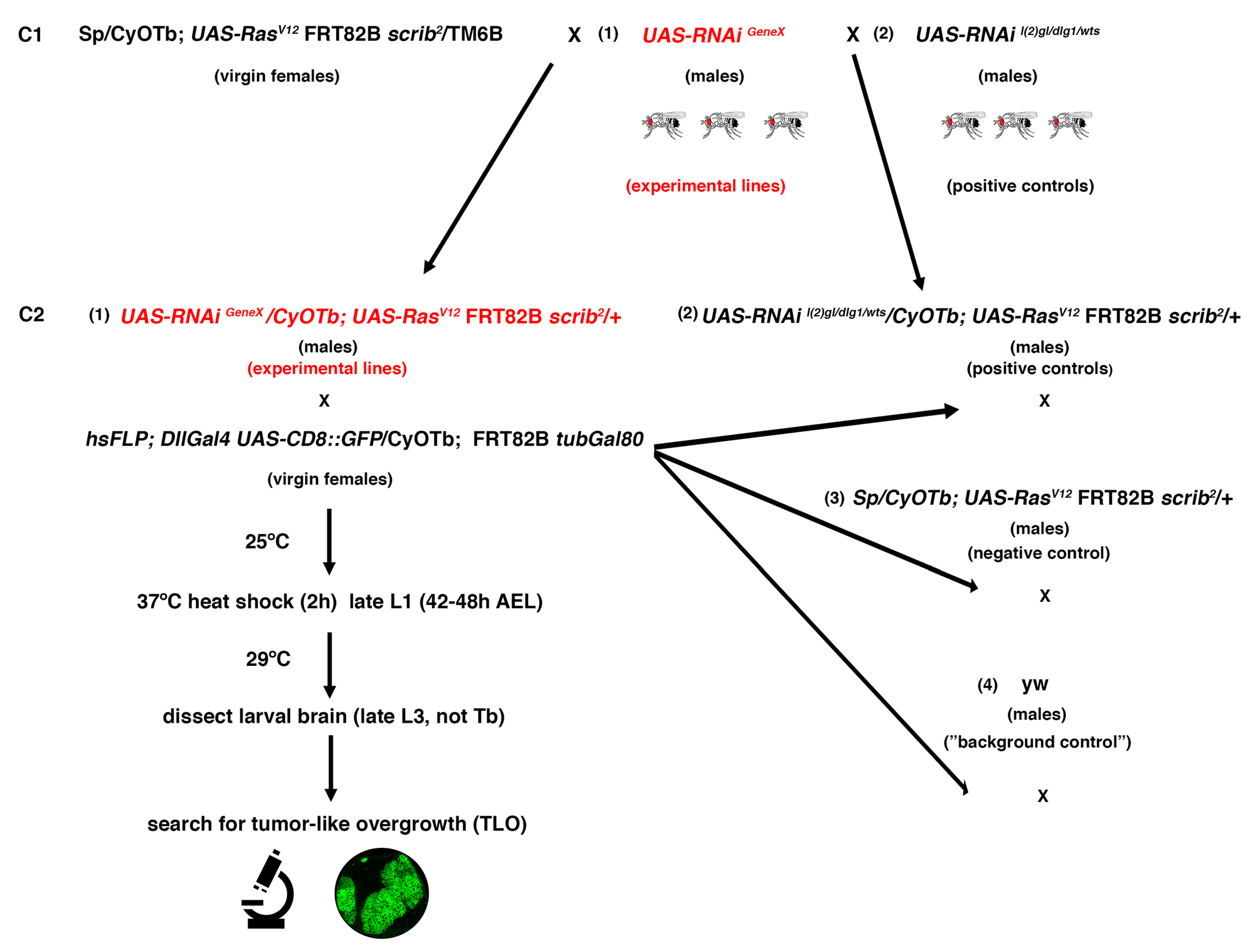 Ijms 22 11332 g003 Ijms 22 11332 g003