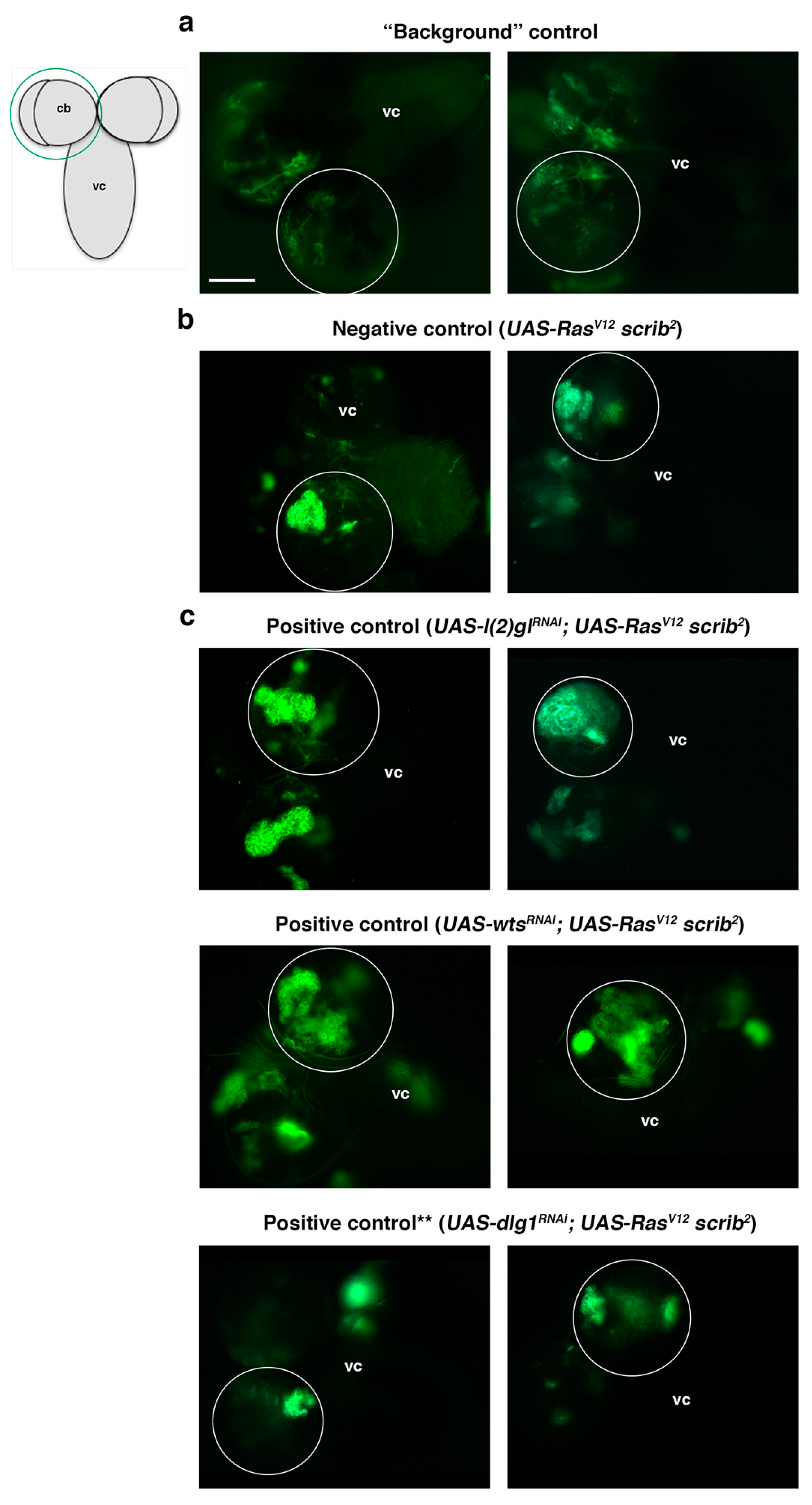 Ijms 22 11332 g004 Ijms 22 11332 g004