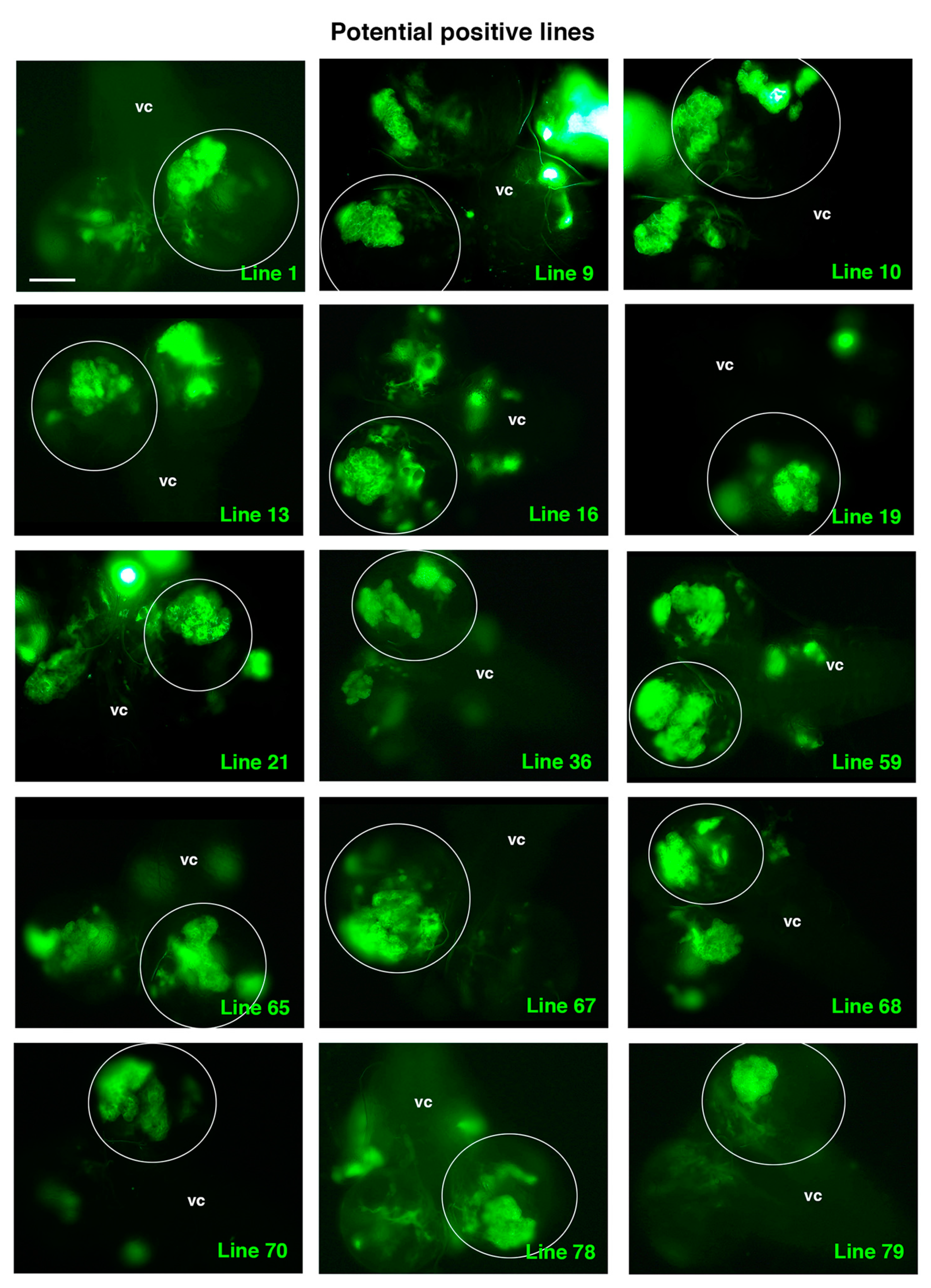 Ijms 22 11332 g005 Ijms 22 11332 g005