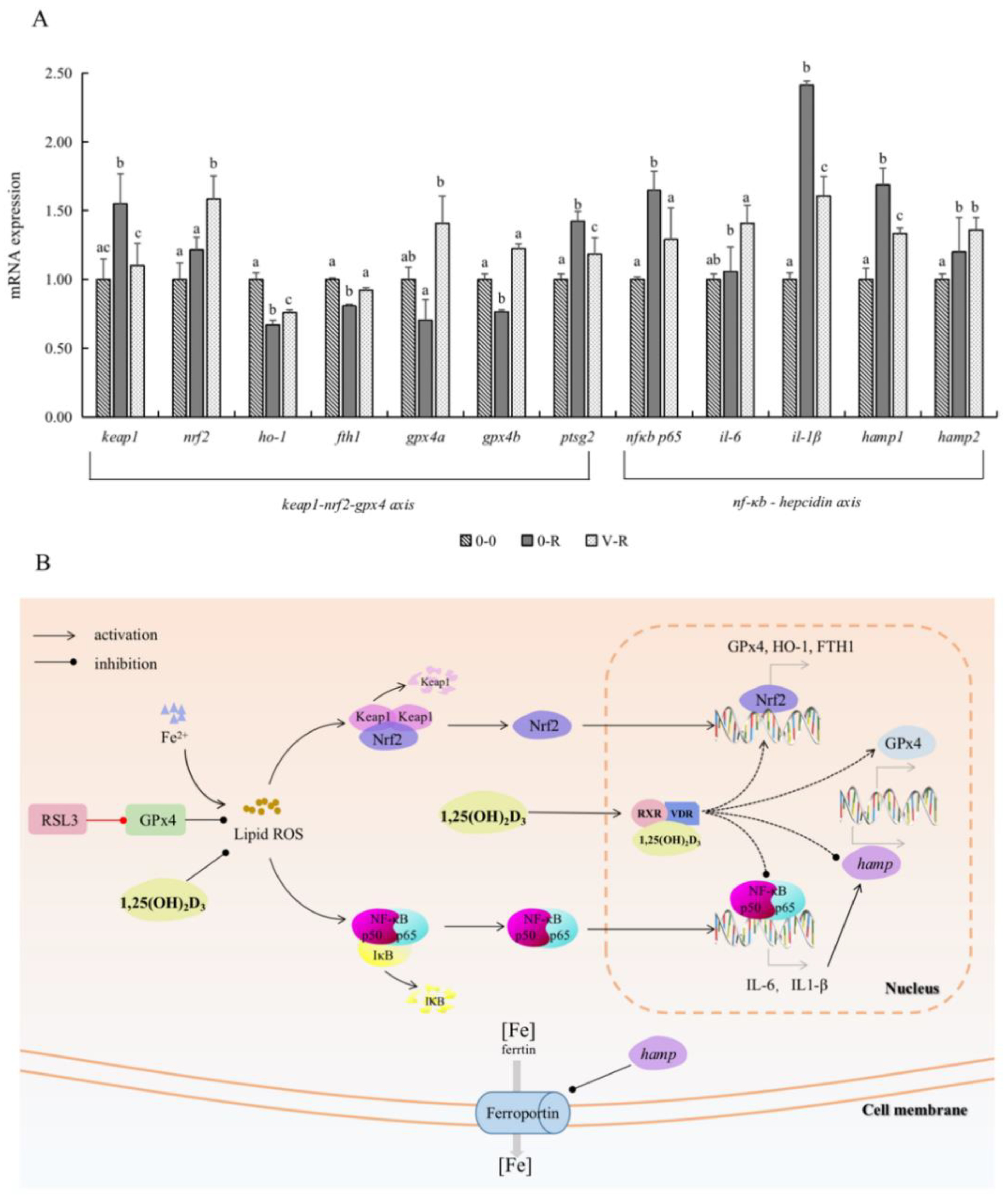 Ijms 22 11334 g006 550