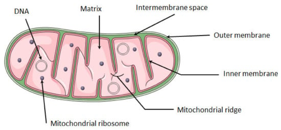 IJMS | Free Full-Text | Mitochondria as a Cellular Hub in 