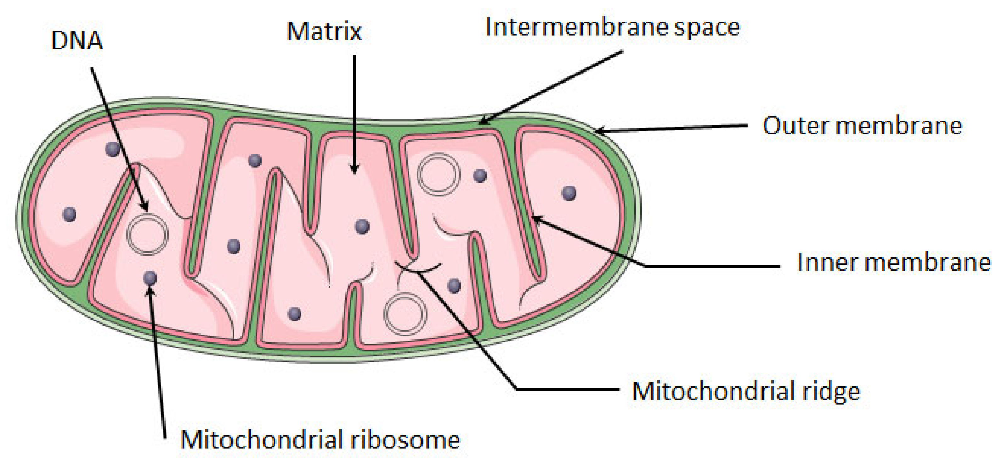 Complex II - Bioblast