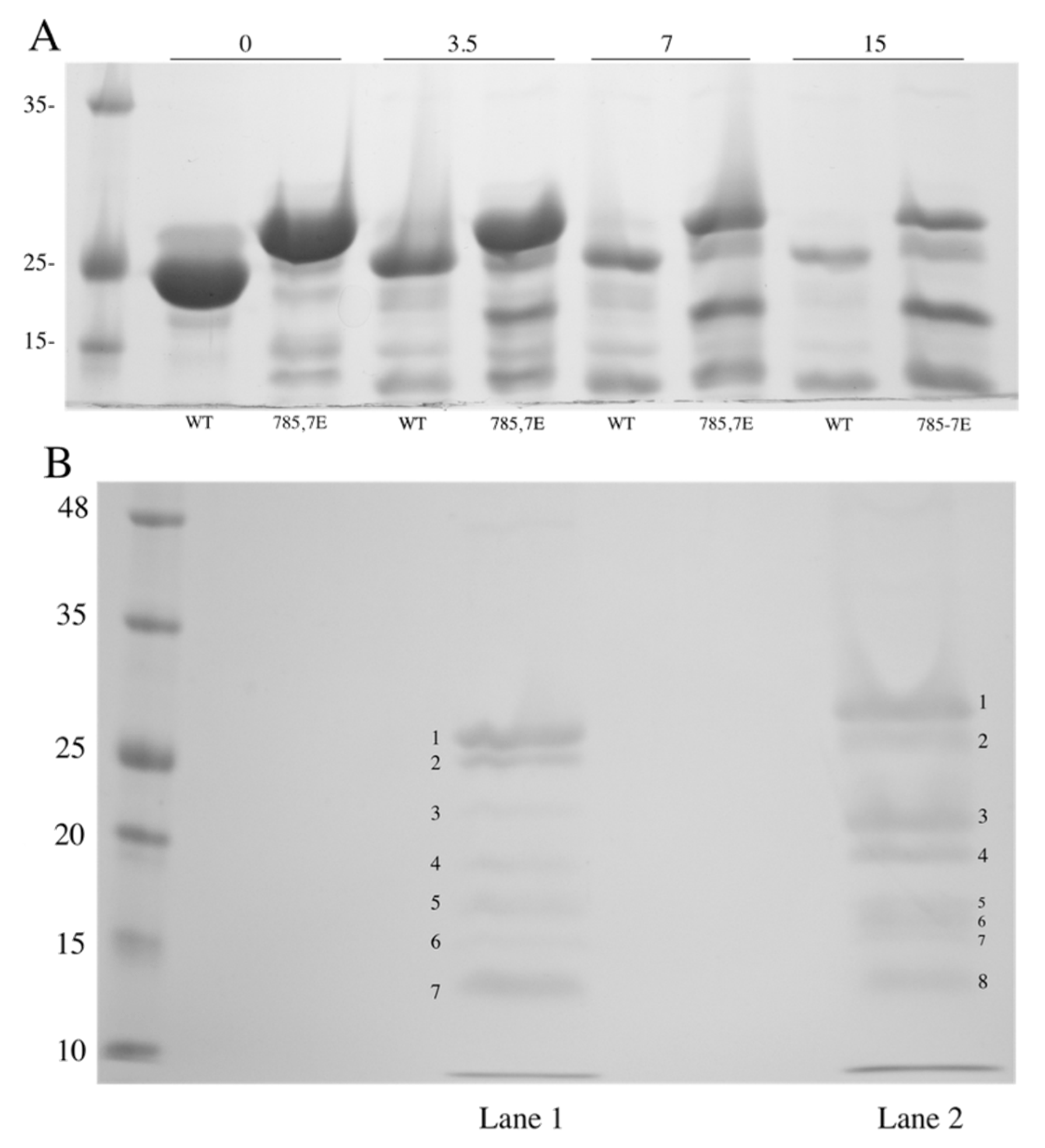 Ijms 22 11349 g004 550
