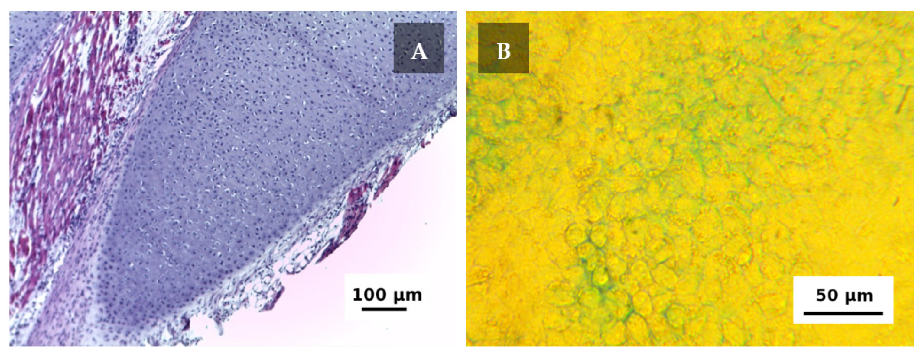 Ijms 22 11351 g002 550