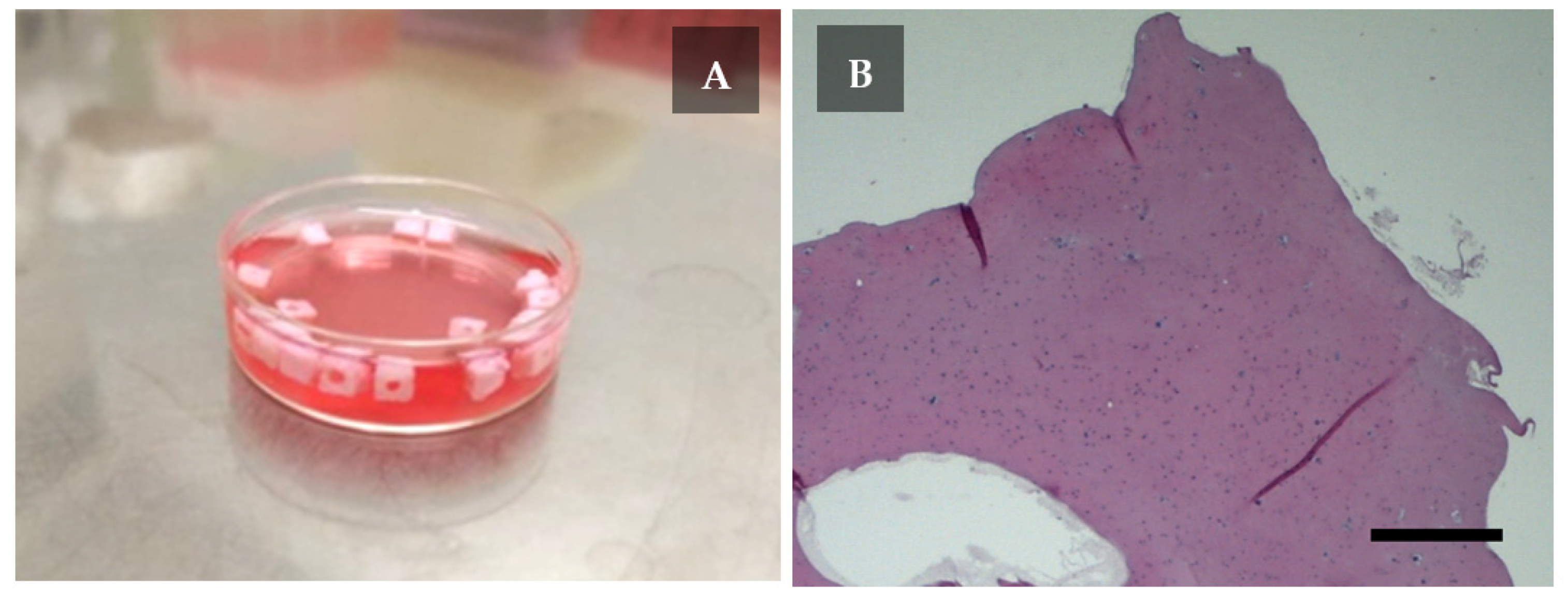 Ijms 22 11351 g003 550