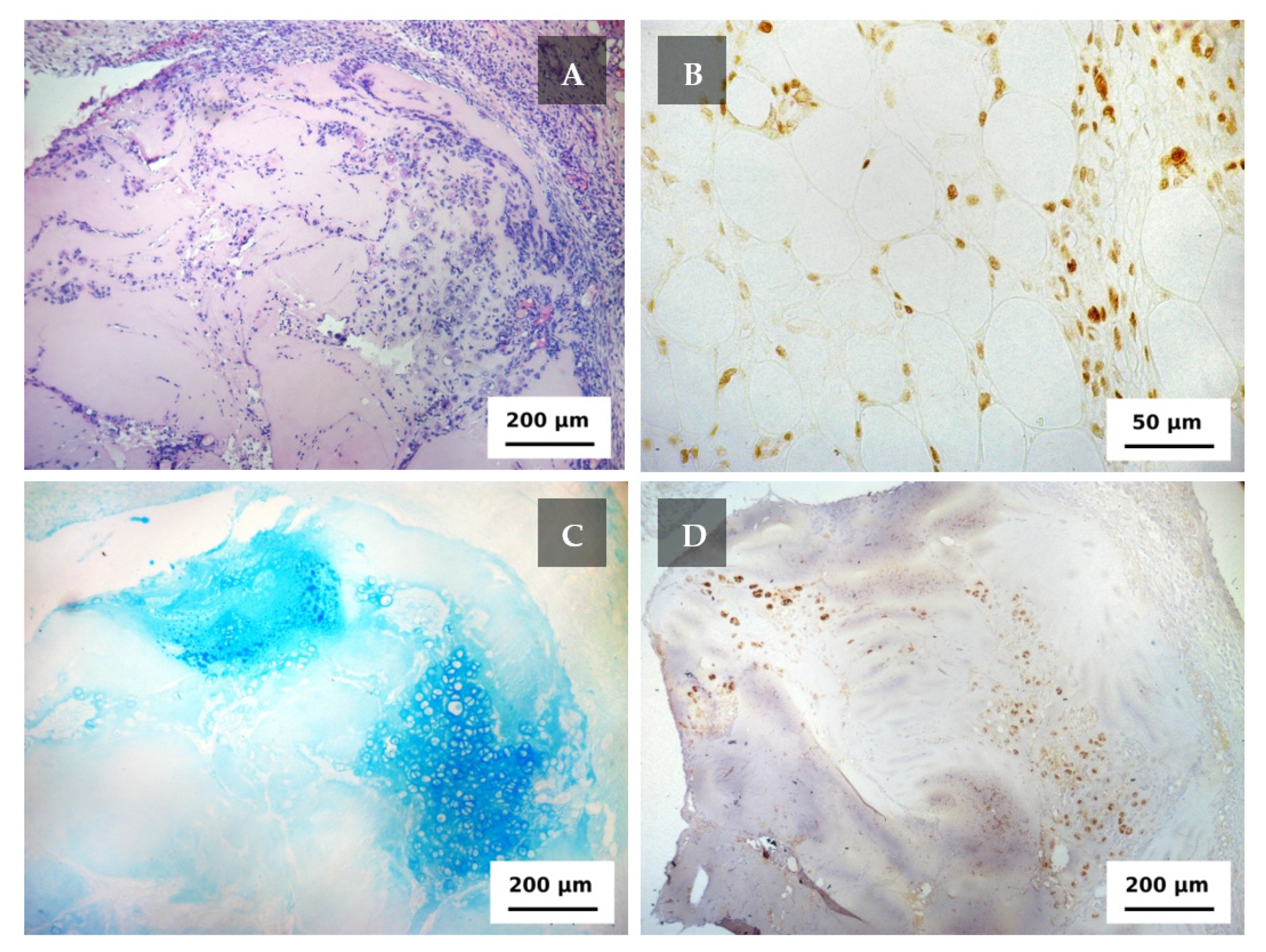 Ijms 22 11351 g004 550