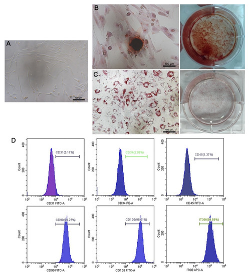 Curcumin Alleviates the Senescence of Canine Bone Marrow Curcumin Alleviates the Senescence of Canine Bone Marrow