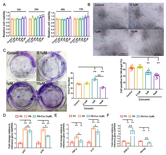 Curcumin Alleviates the Senescence of Canine Bone Marrow