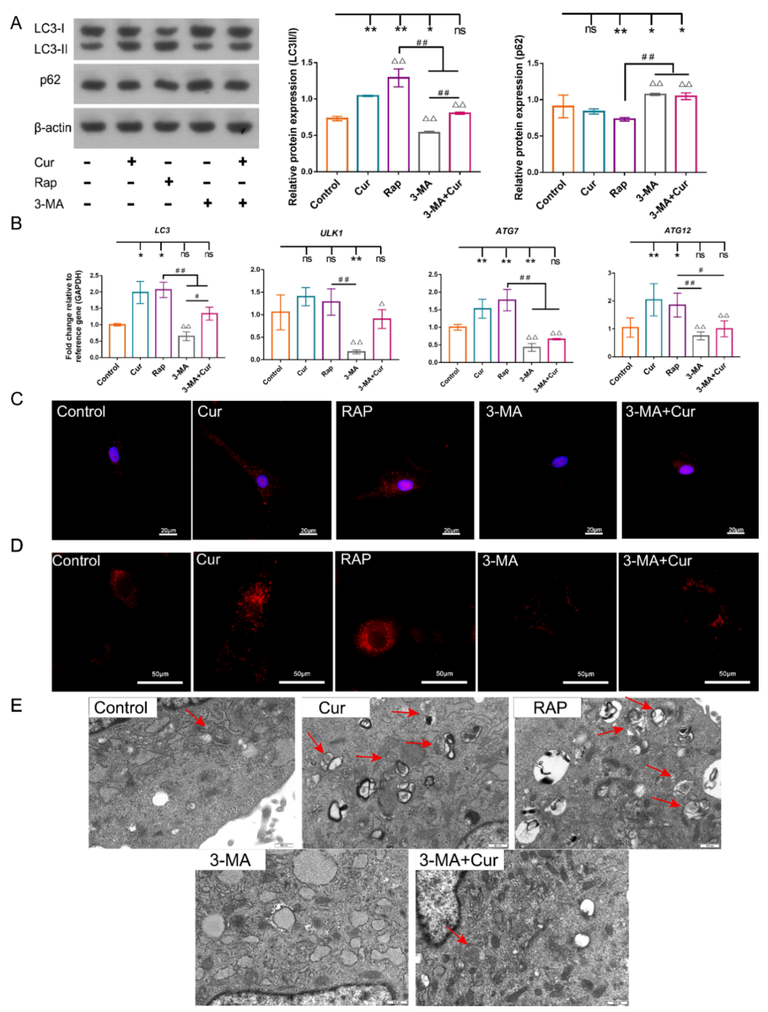 Ijms 22 11356 g005 Ijms 22 11356 g005