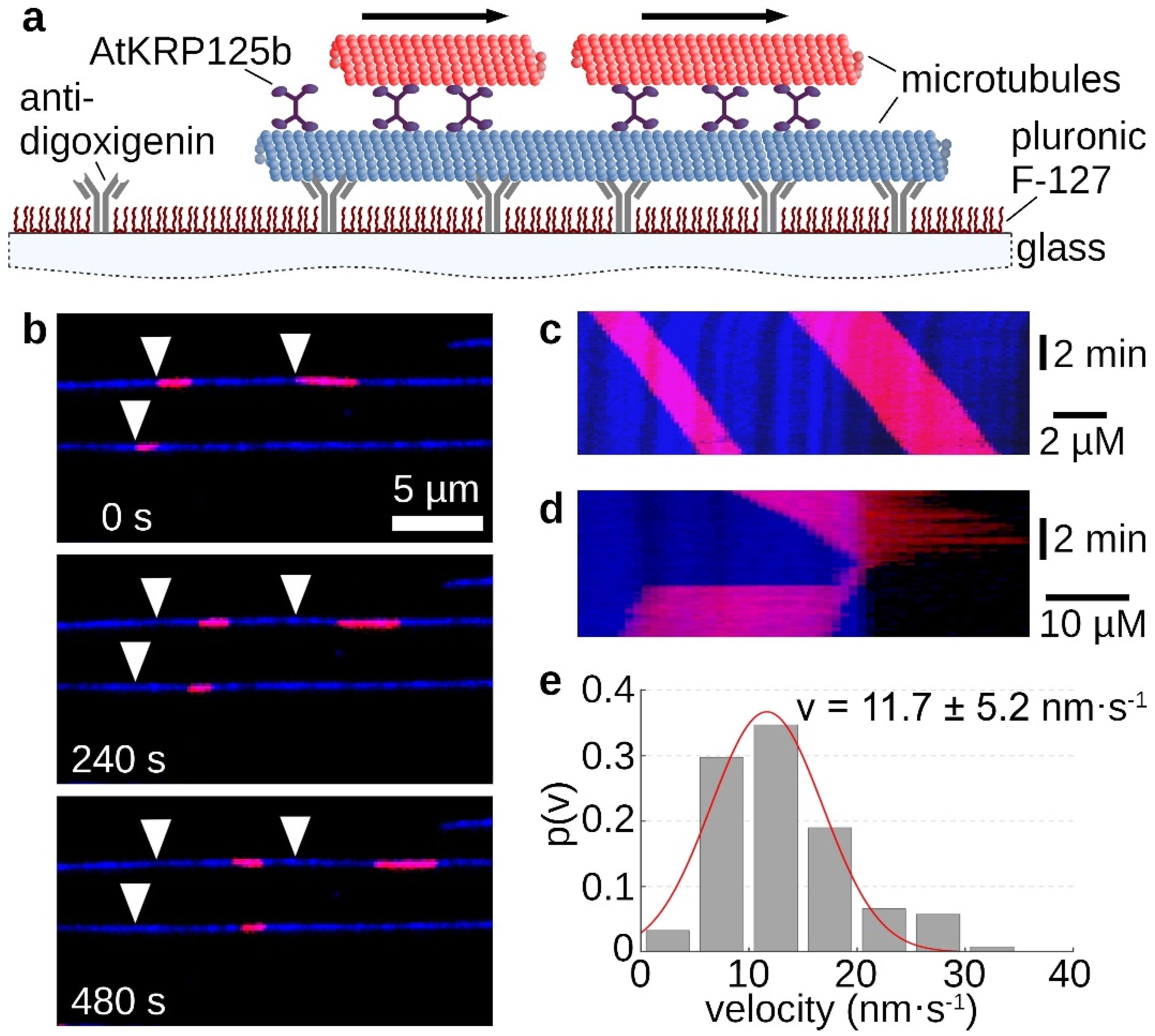 Ijms 22 11361 g003 550