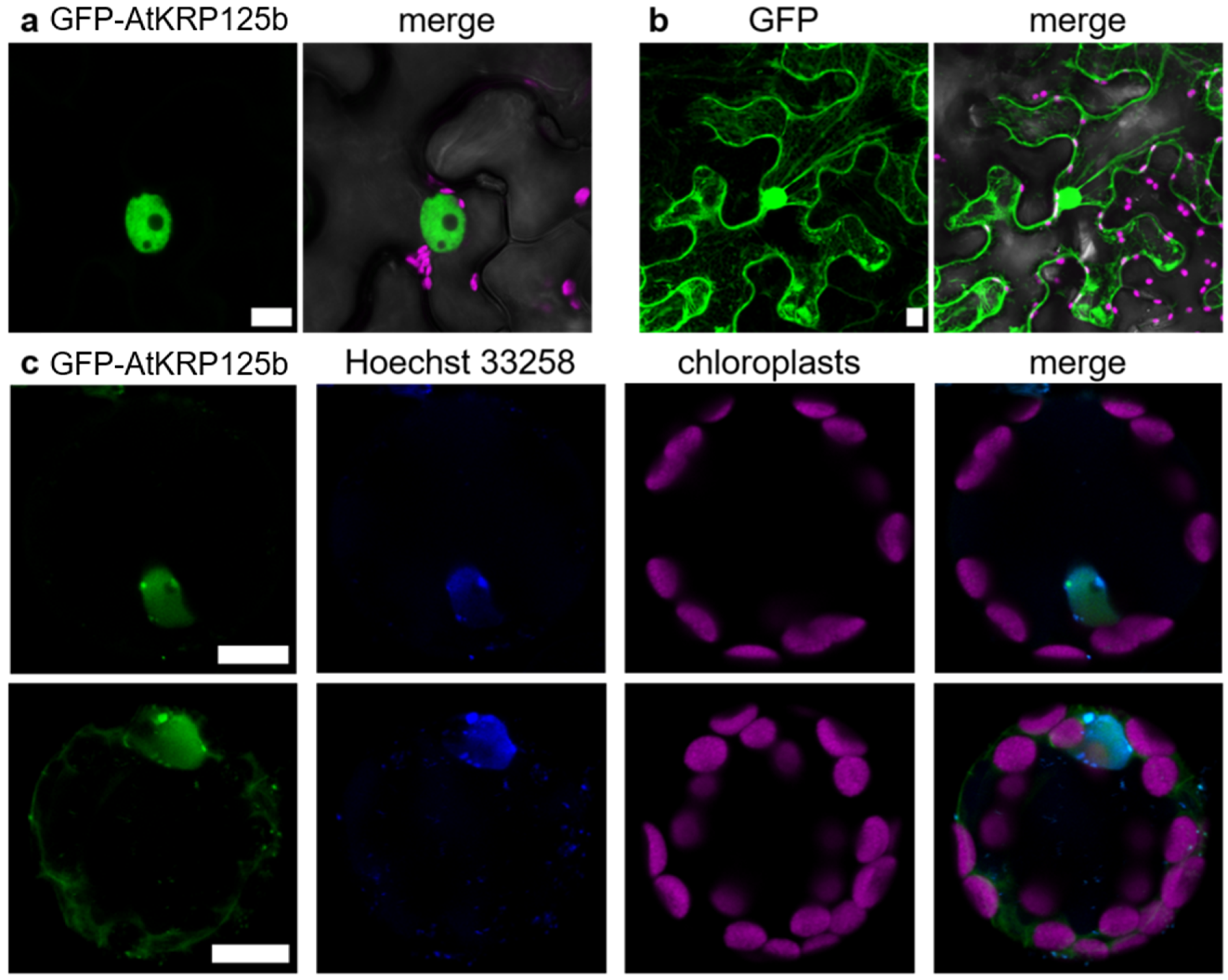 Ijms 22 11361 g005 550