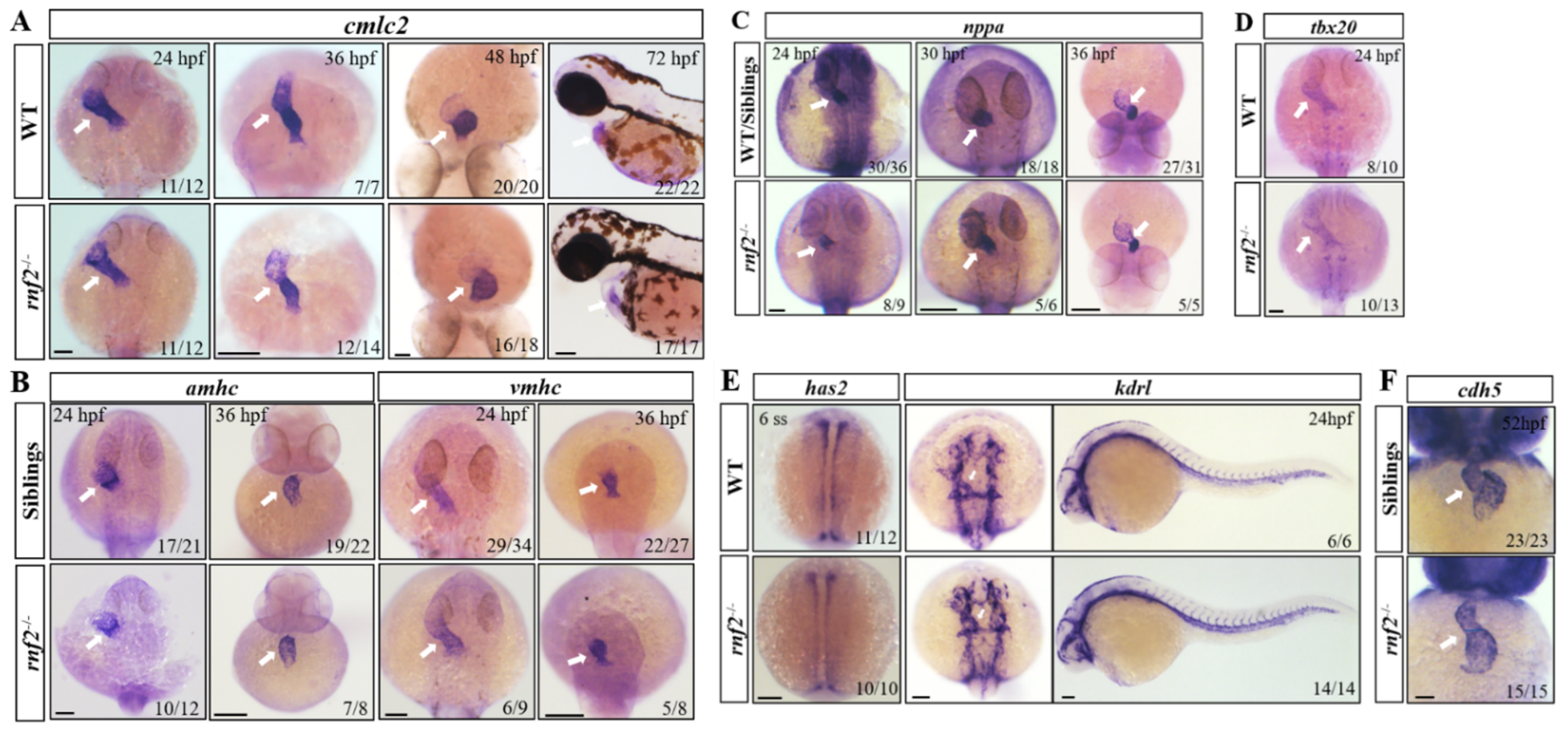 Ijms 22 11368 g004 Ijms 22 11368 g004