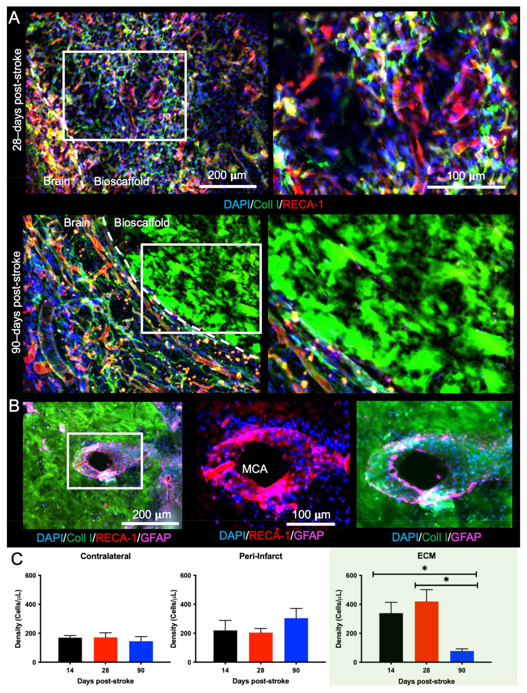 Ijms 22 11372 g007 550