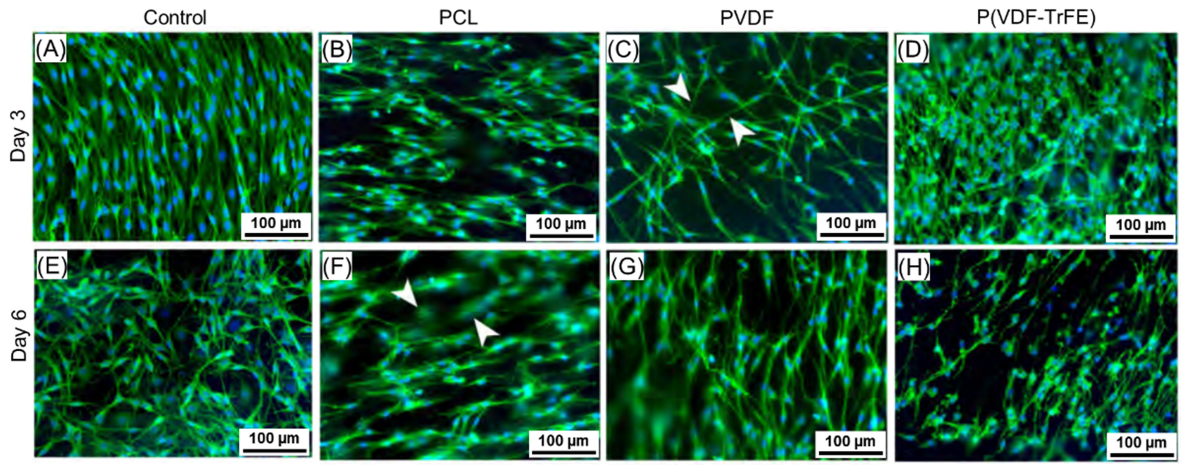Ijms 22 11373 g006 550