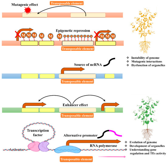 The Dynamism of Transposon Methylation for Plant Development and Stress ...