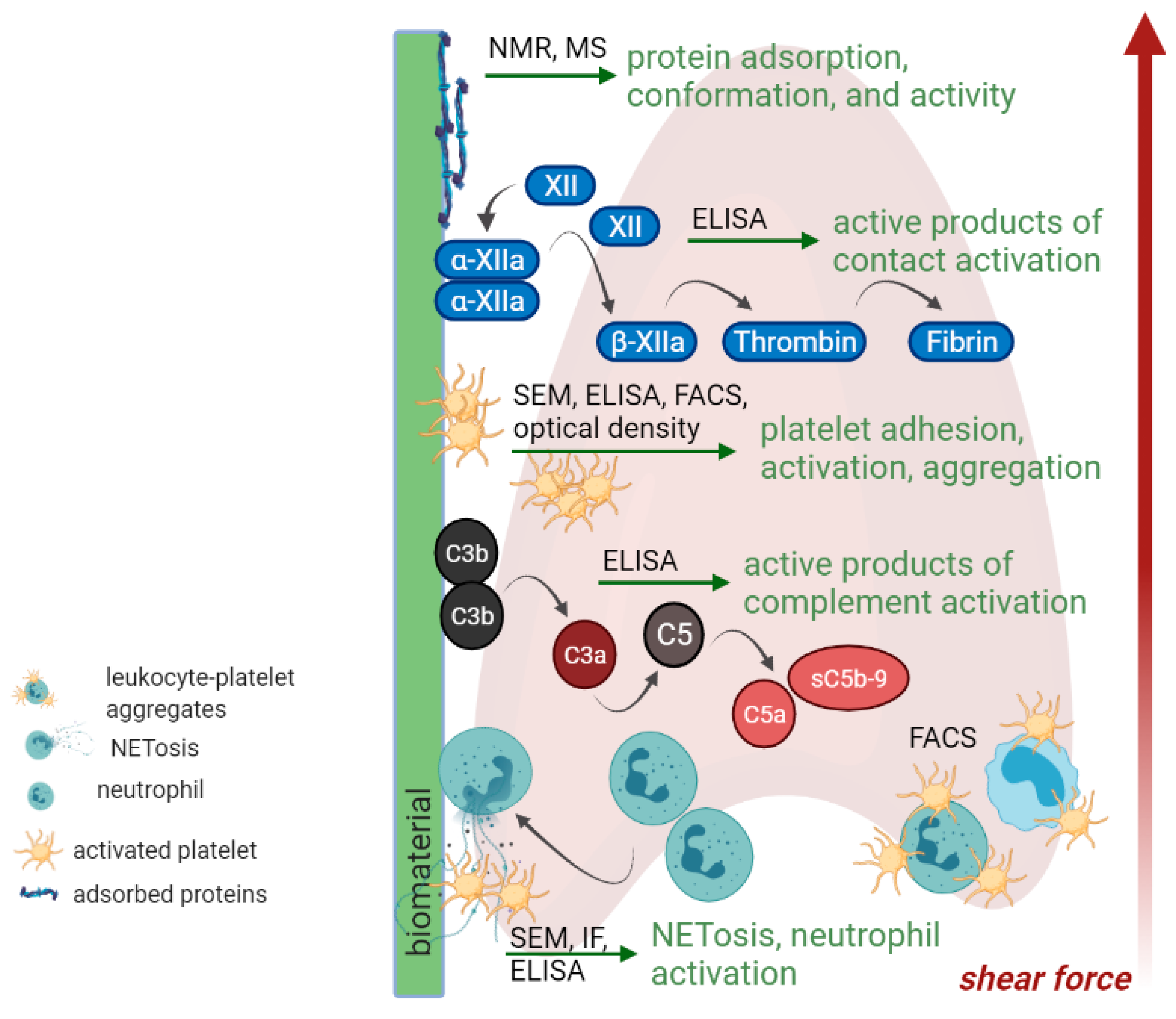 Ijms 22 11390 g003 Ijms 22 11390 g003