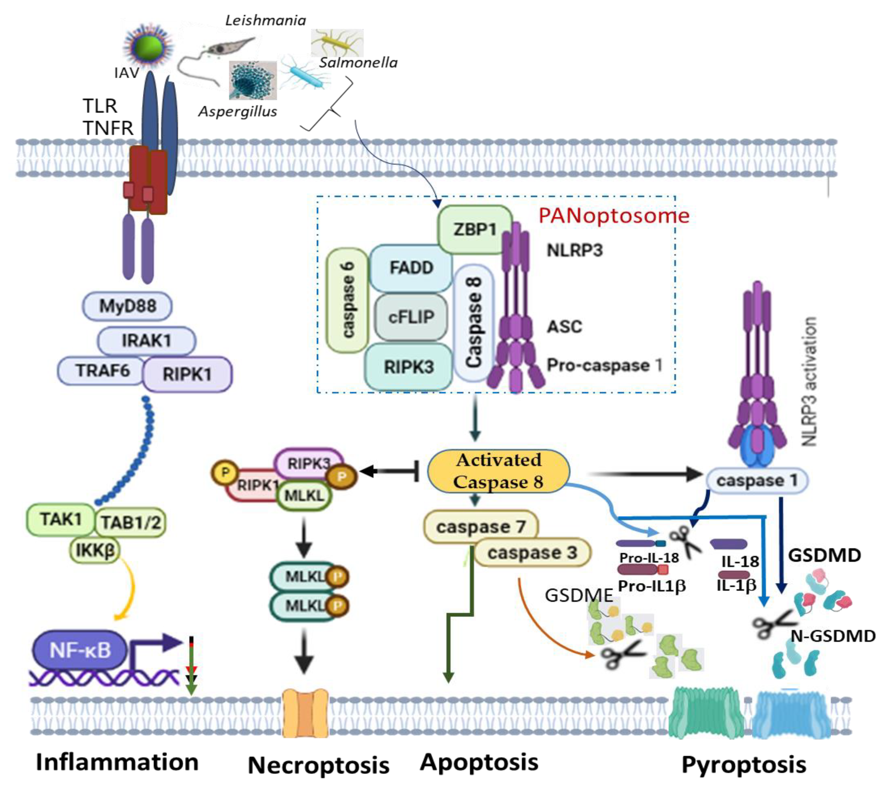 nodismprovider Nod-like Receptors: Critical Intracellular Sensors for Host Protection and  Cell Death in Microbial and Parasitic Infections