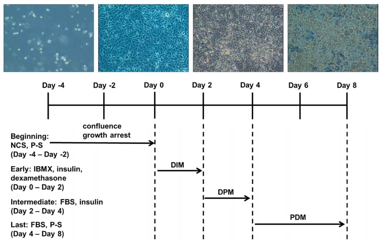 Ijms 22 11409 g008 550