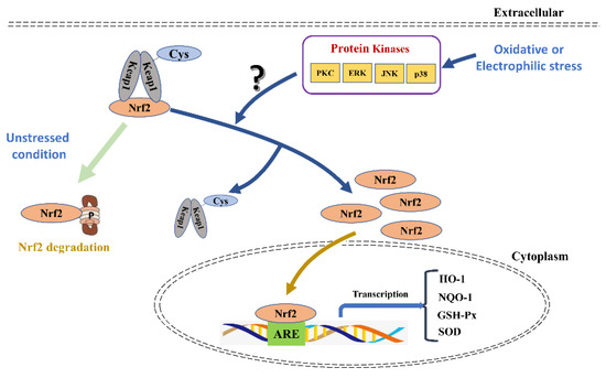 その他 PROTANDIM NRF2 The Effects of Nuclear Factor Erythroid 2 (NFE2)-Related