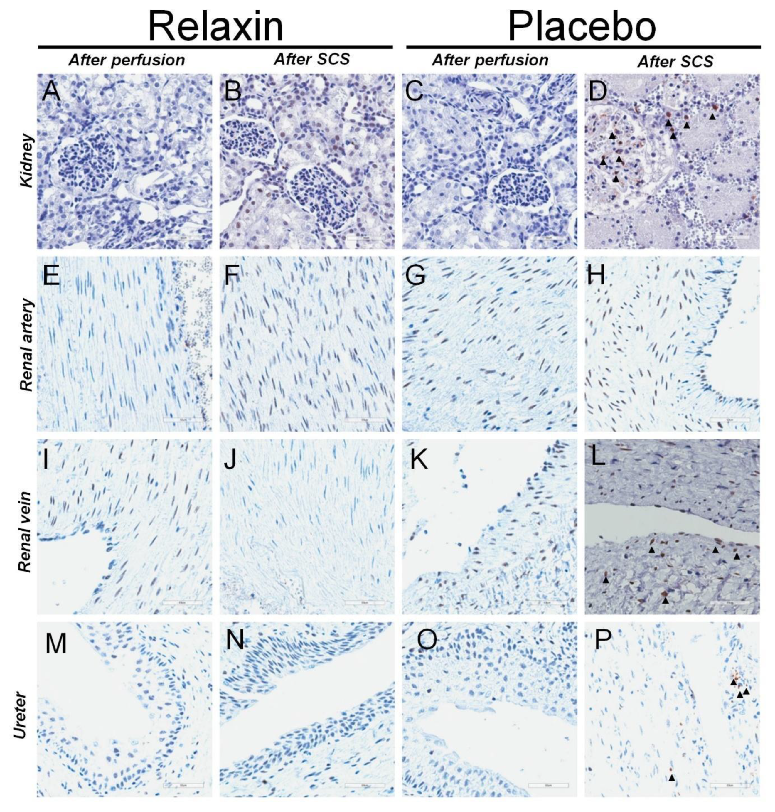 Ijms 22 11417 g004 550