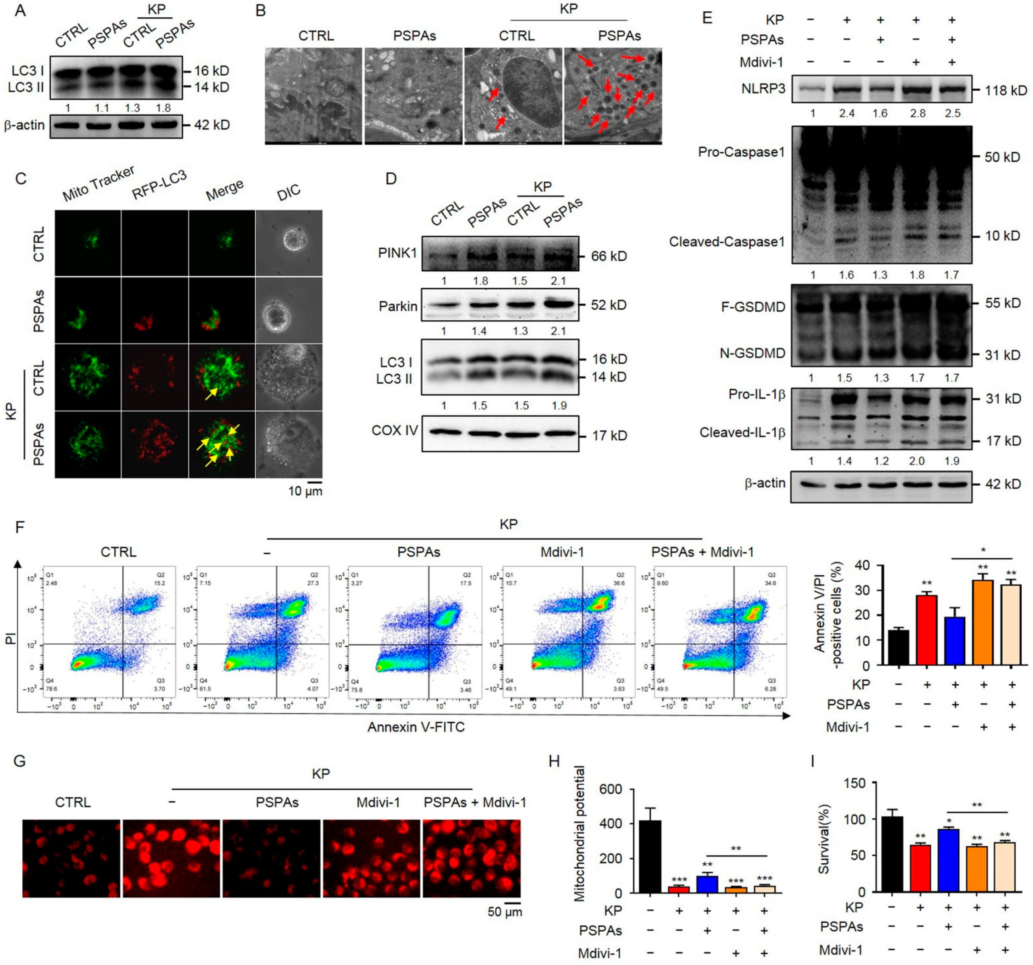 Ijms 22 11422 g005 550