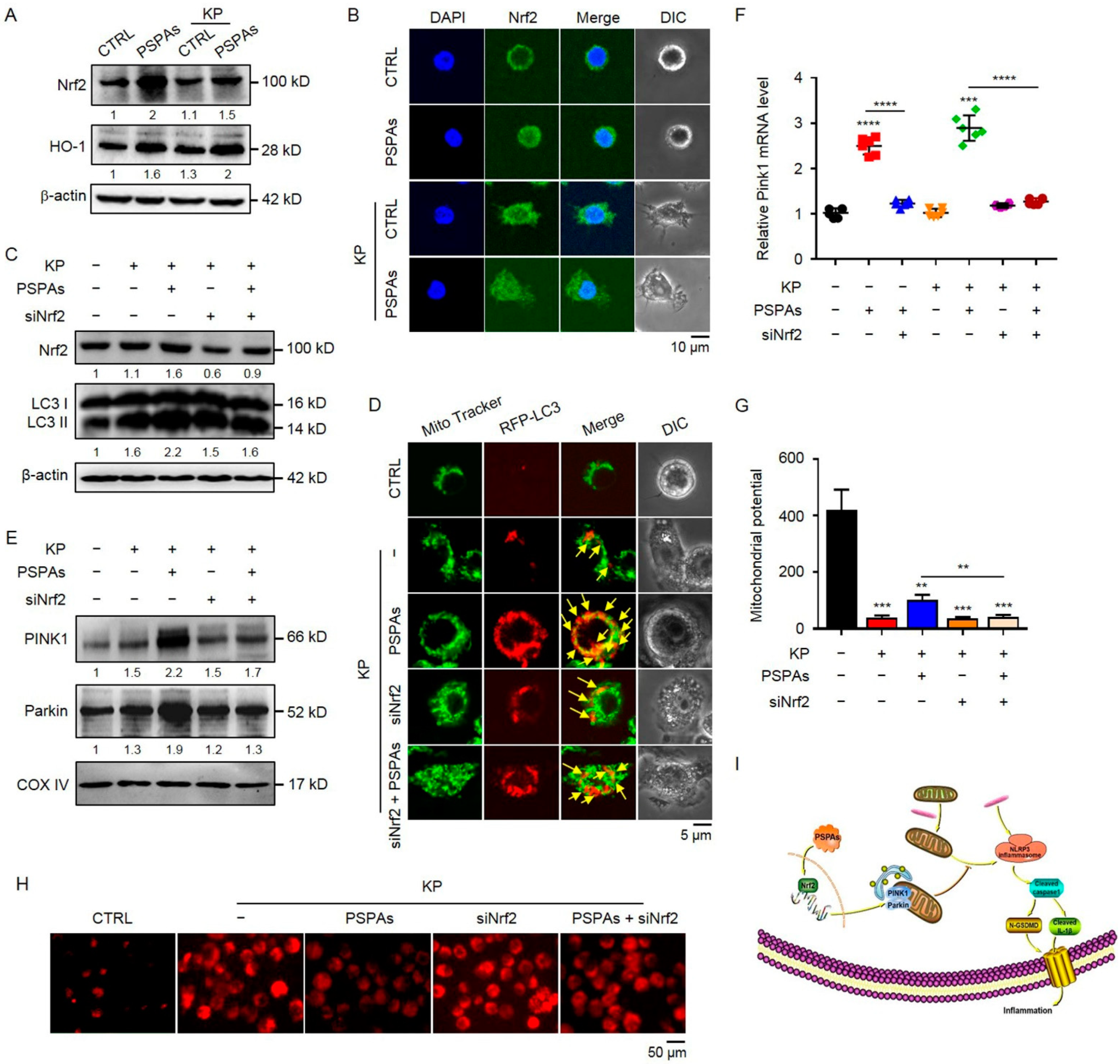 Ijms 22 11422 g006 550