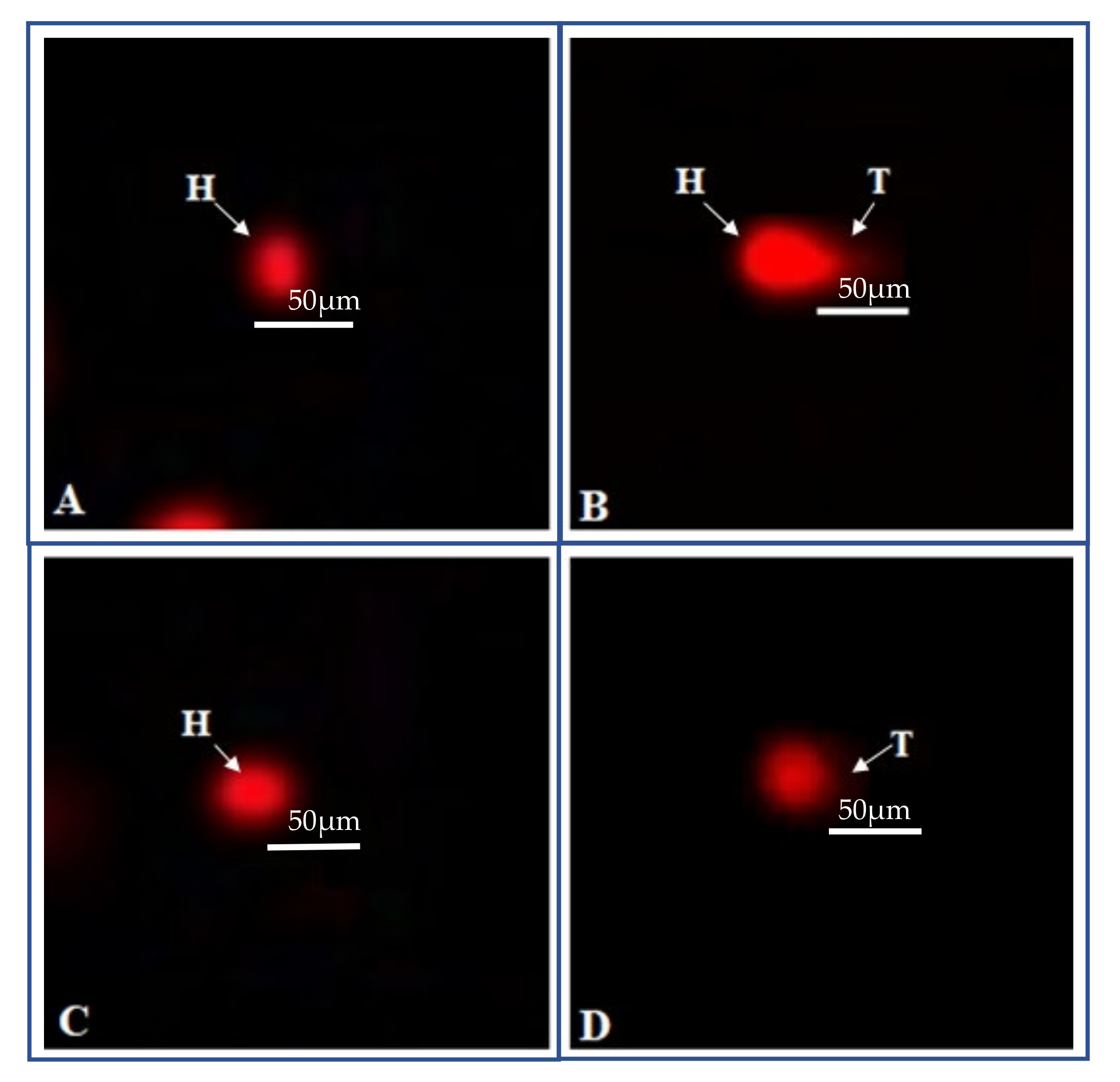 Ijms 22 11432 g007 550
