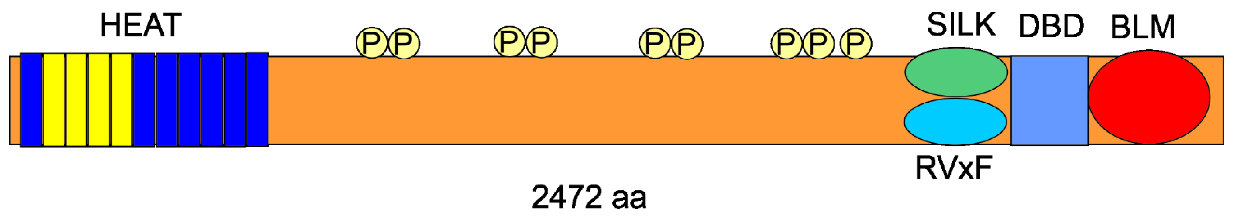 Ijms 22 11440 g001 Ijms 22 11440 g001