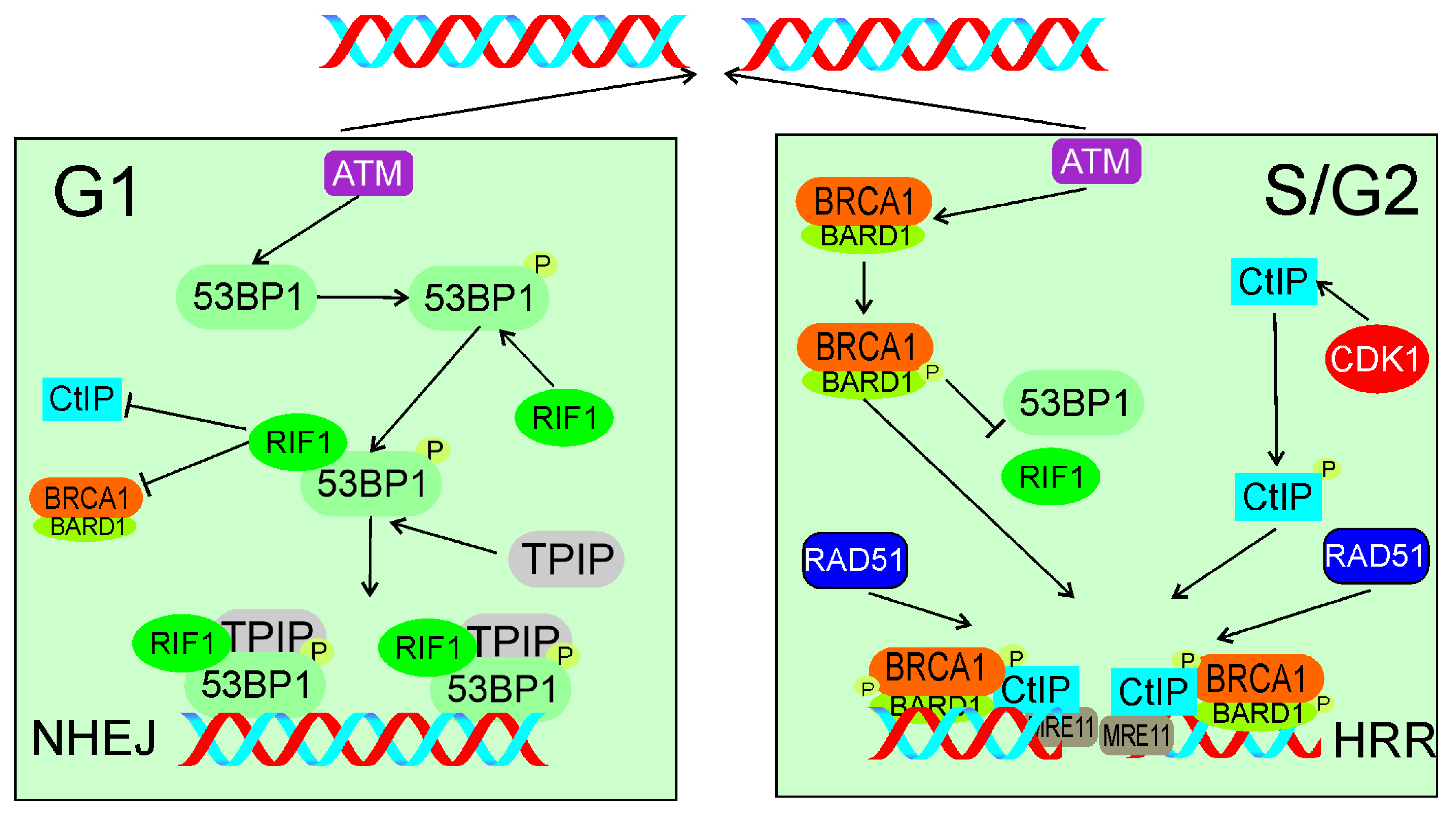 Ijms 22 11440 g006 Ijms 22 11440 g006