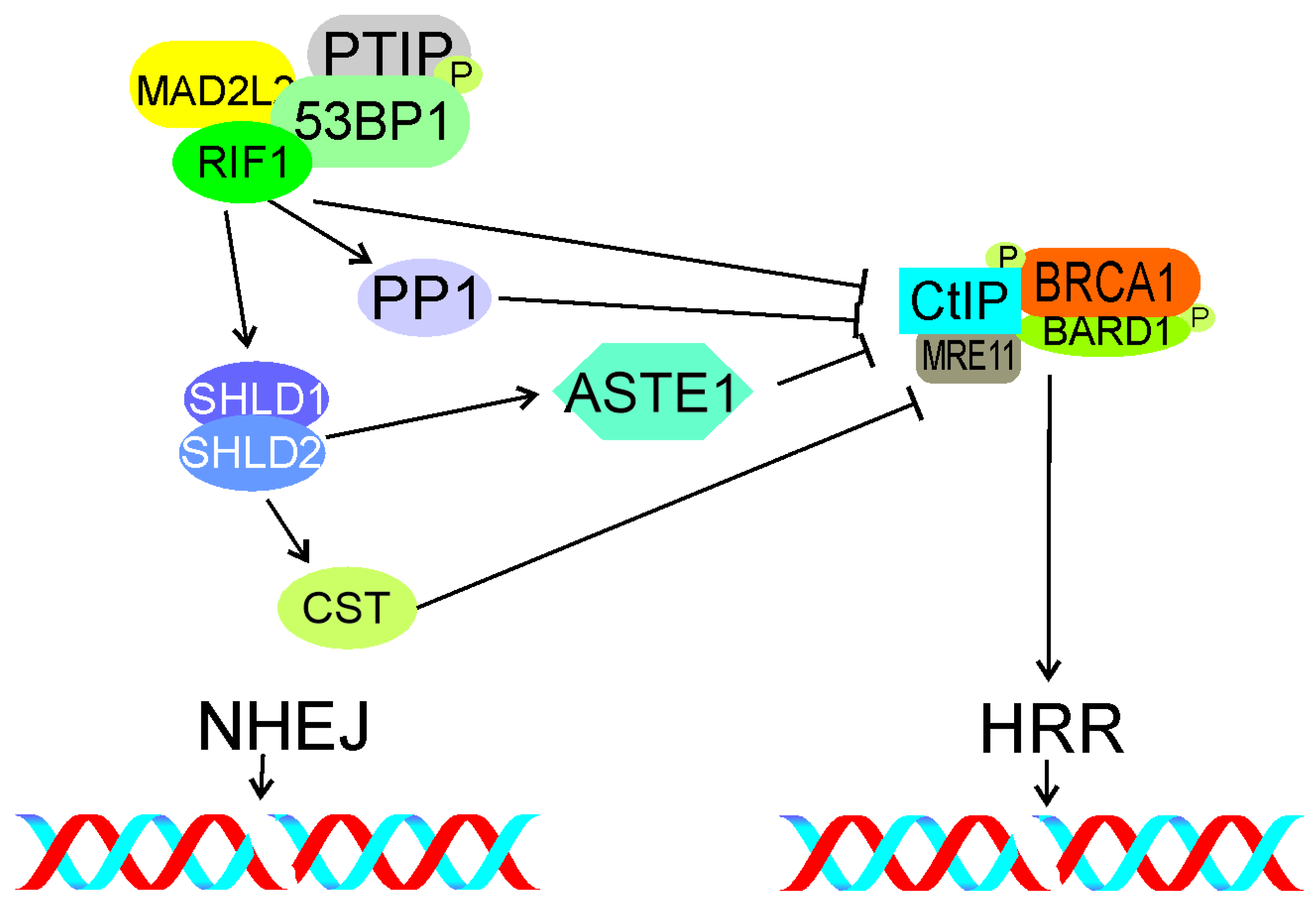 Ijms 22 11440 g007 Ijms 22 11440 g007