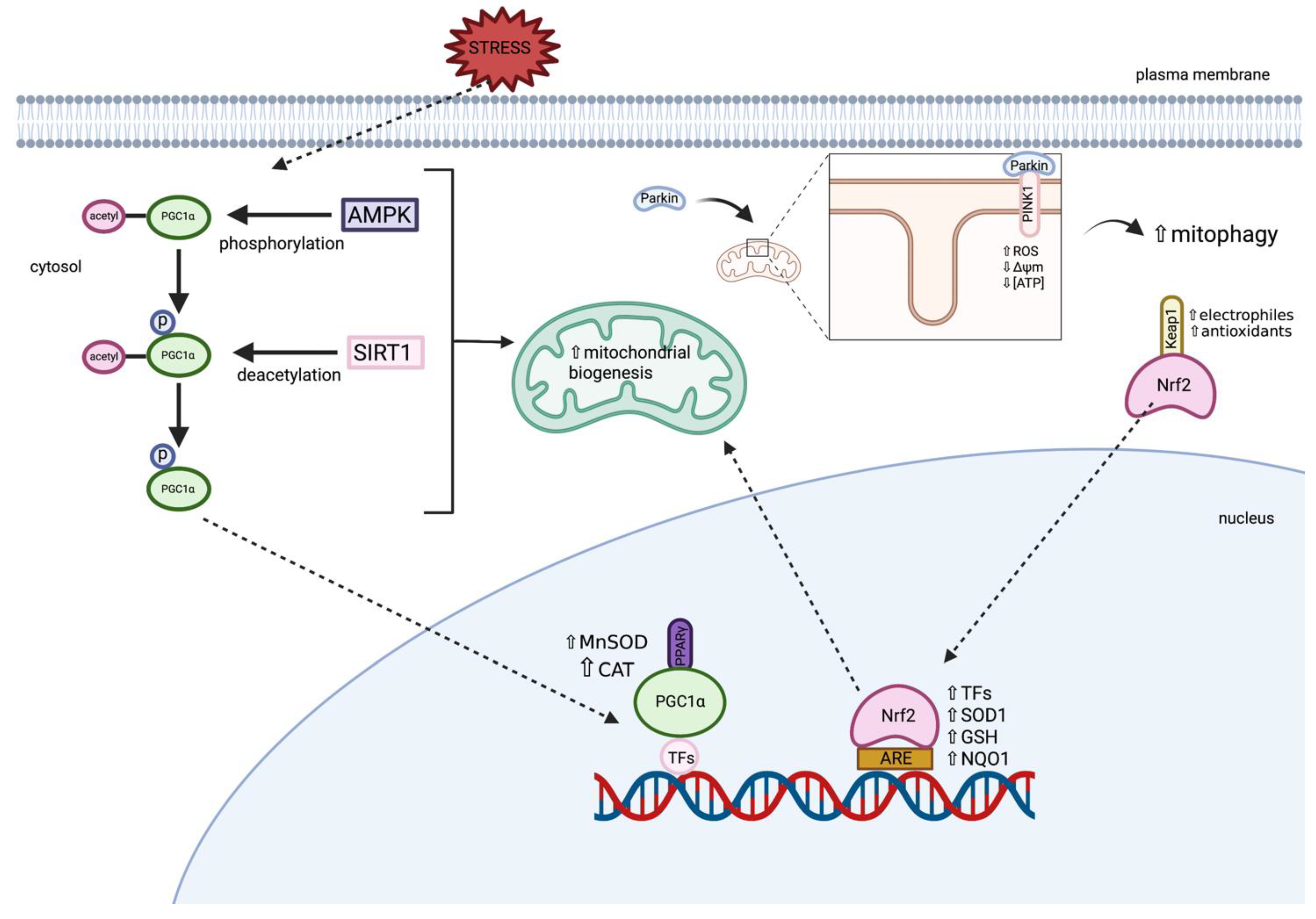 Ijms 22 11444 g004 550