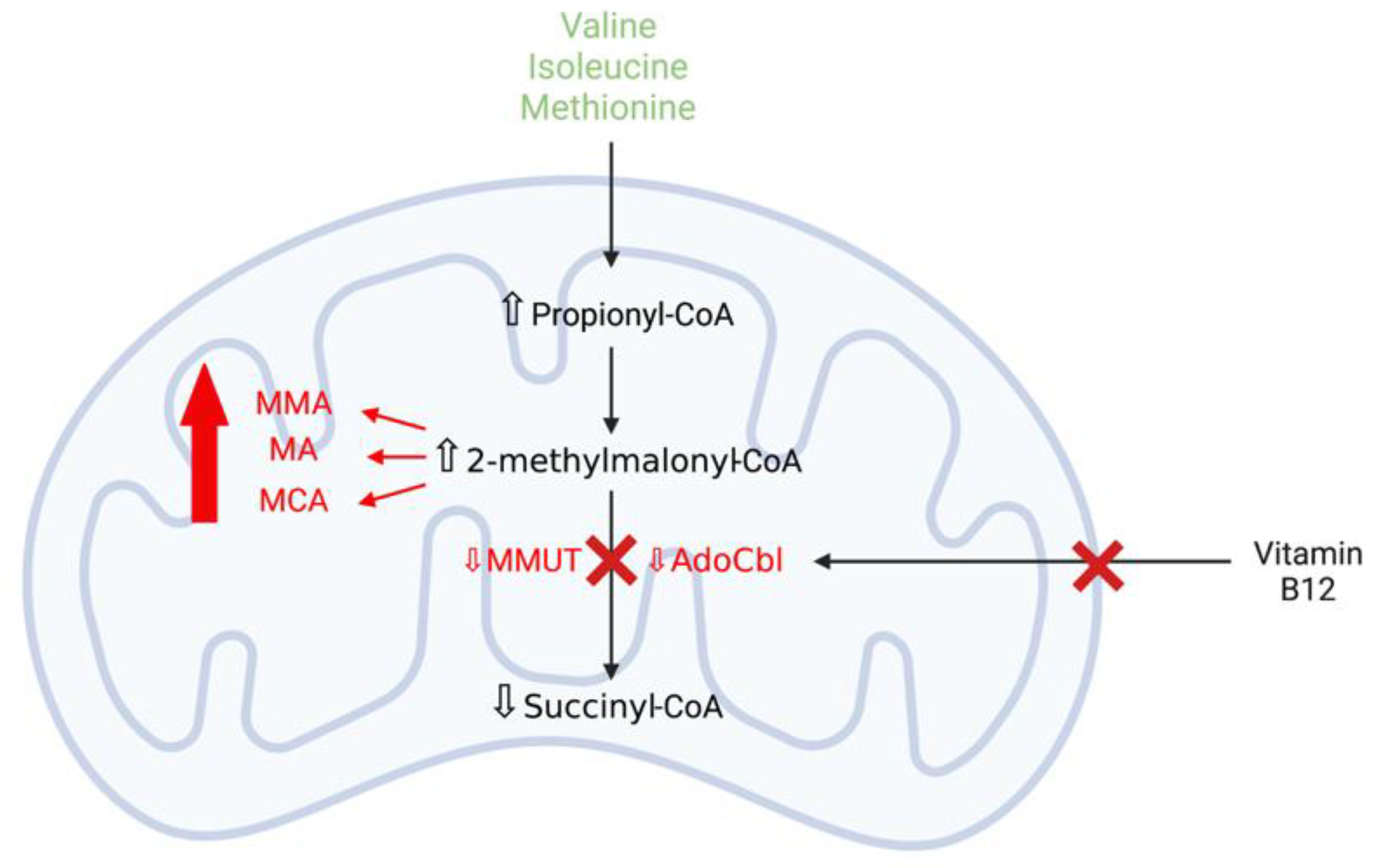 Ijms 22 11444 g006 550