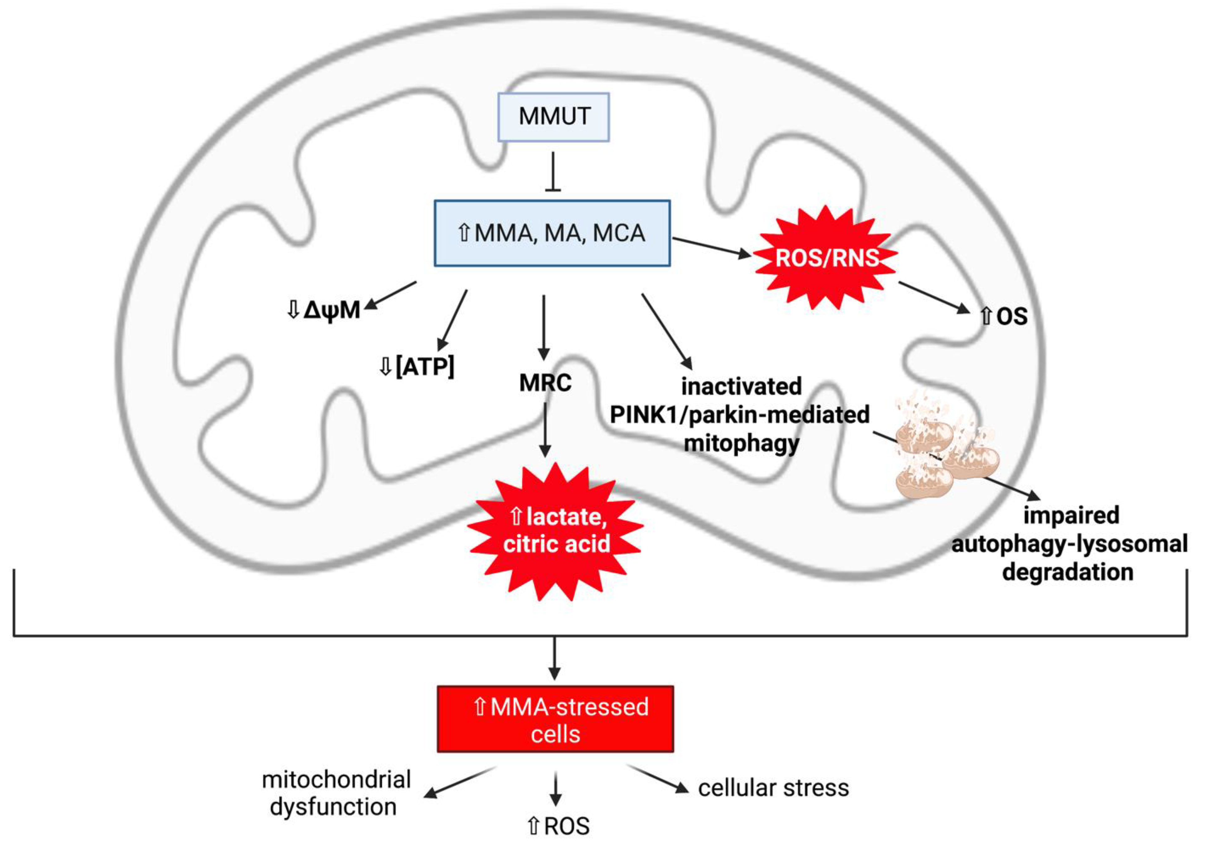 Ijms 22 11444 g007 550