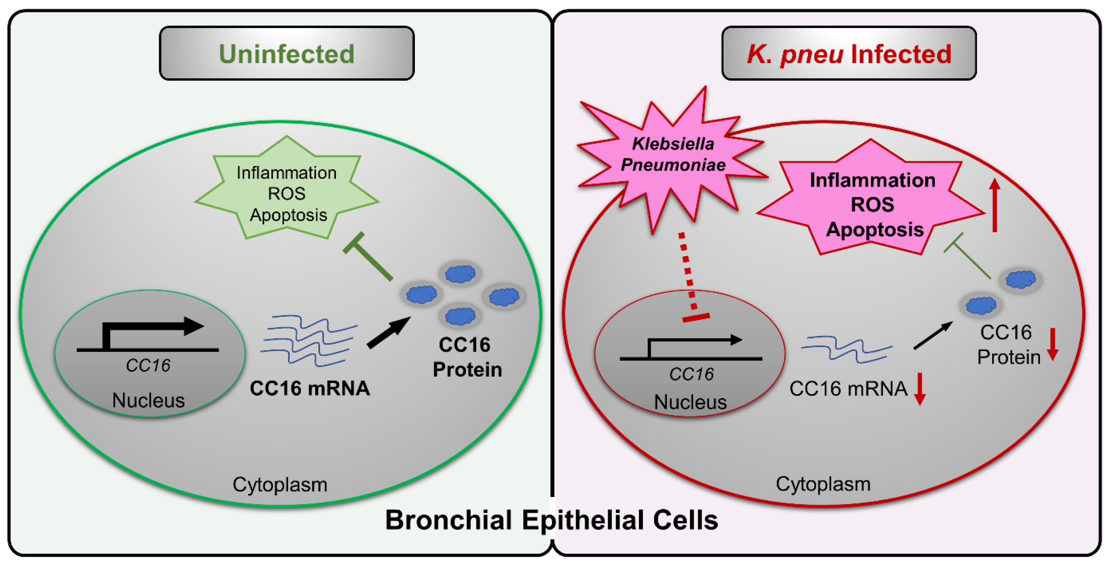Ijms 22 11459 g005 Ijms 22 11459 g005