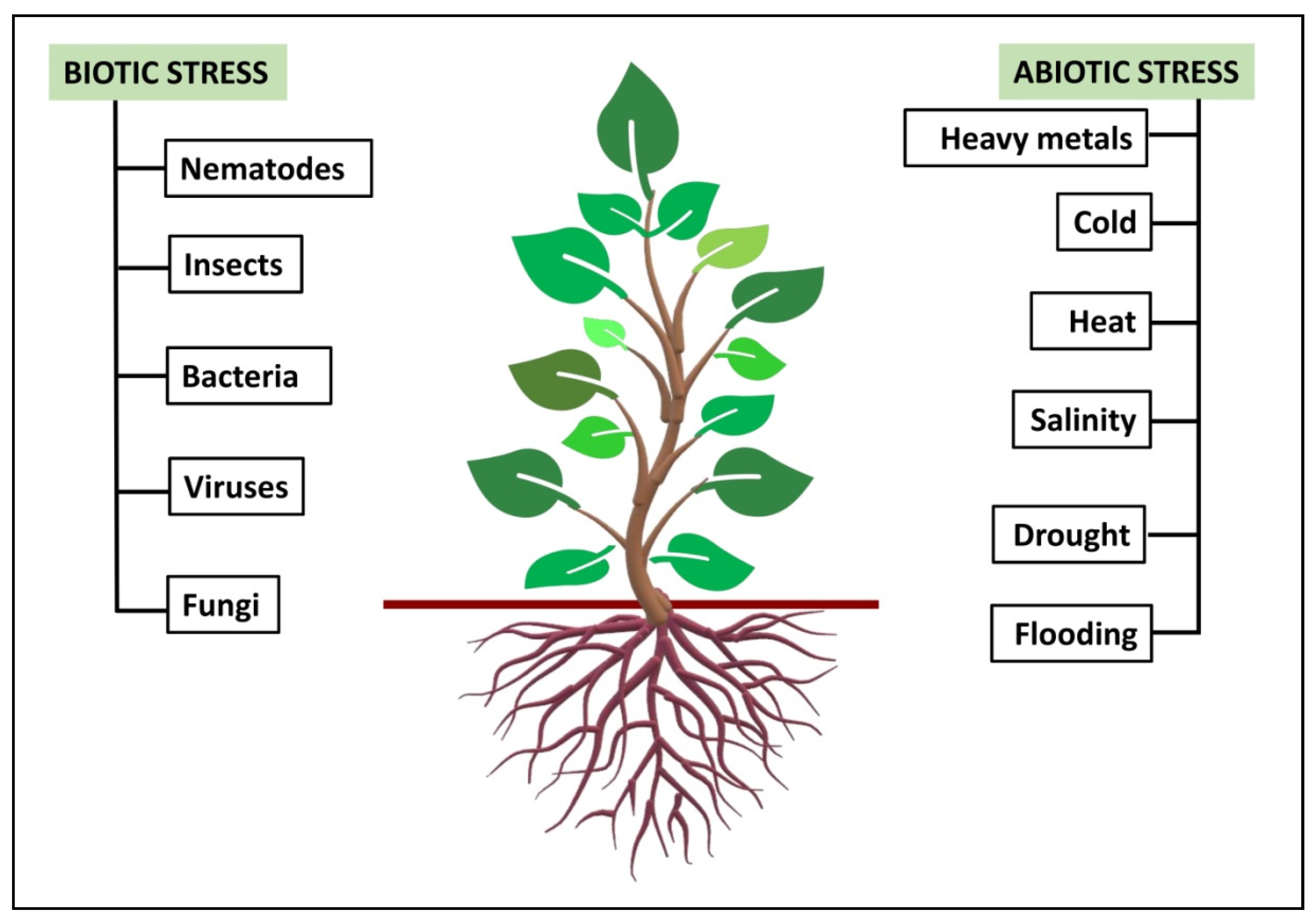 IJMS | Free Full-Text Plants Saline Environment in Perception with Rhizosphere Bacteria 1-Aminocyclopropane-1-Carboxylate Deaminase | HTML