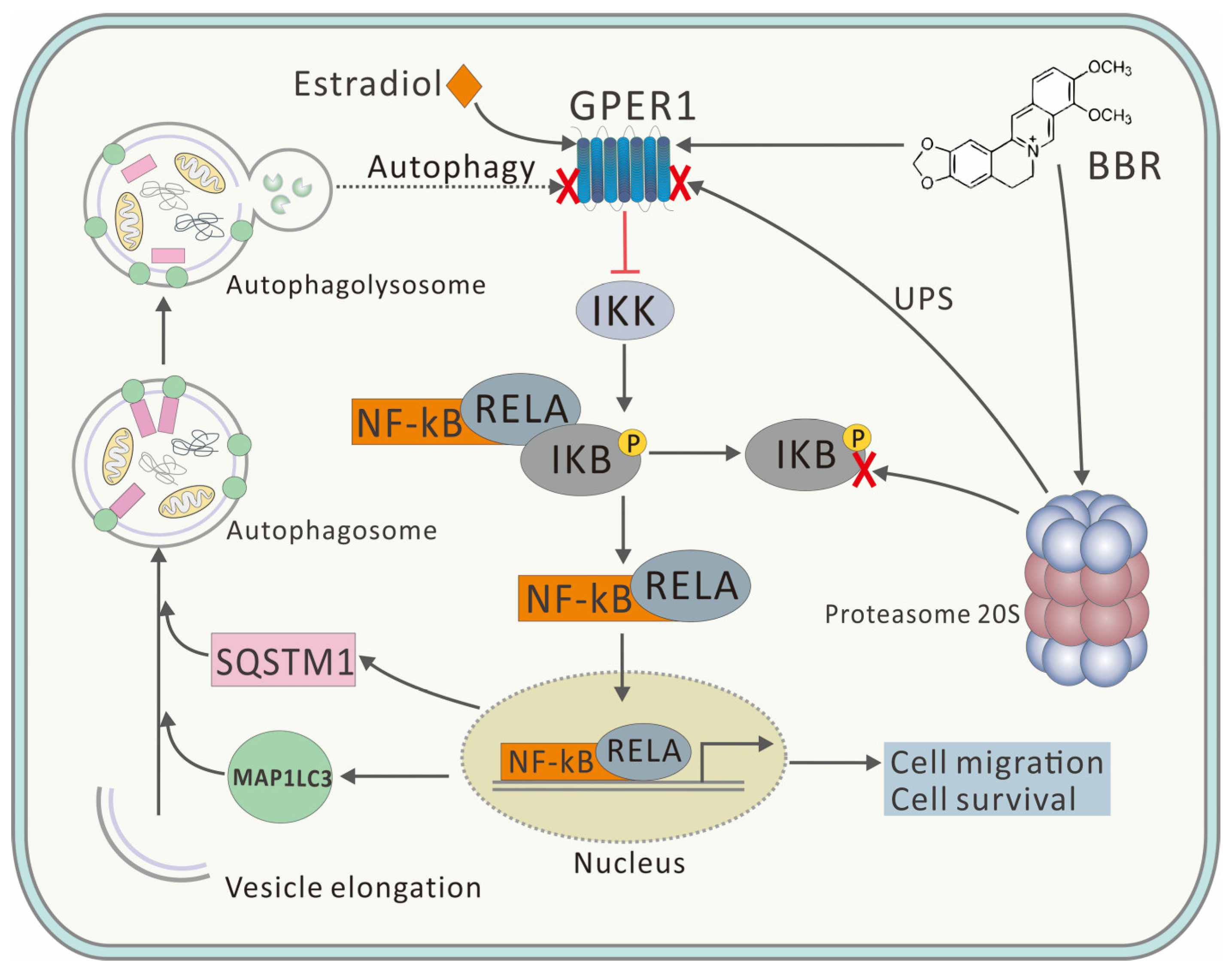 Ijms 22 11466 g006 550