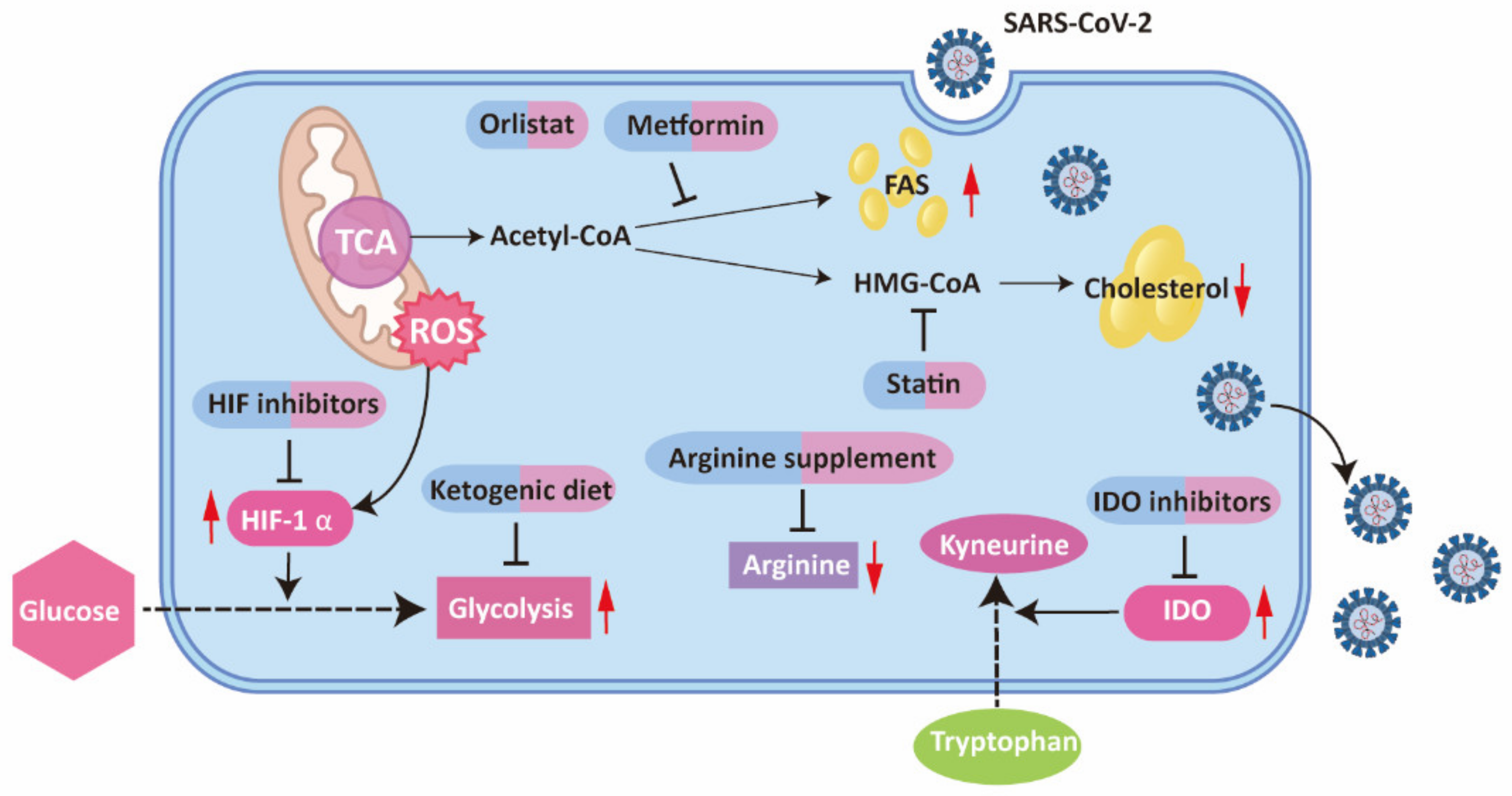 Ijms 22 11475 g004 550