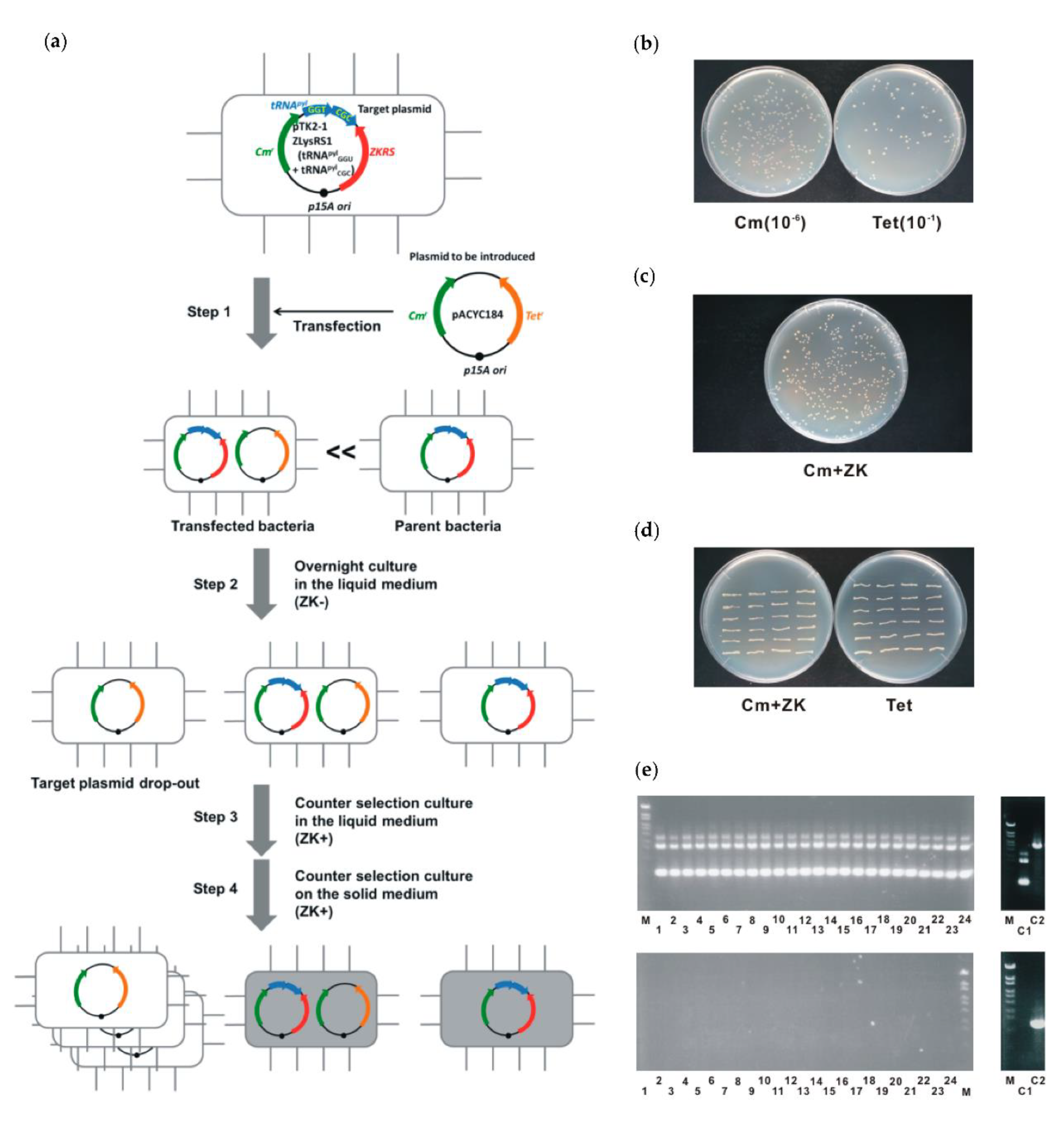 Ijms 22 11482 g002 Ijms 22 11482 g002