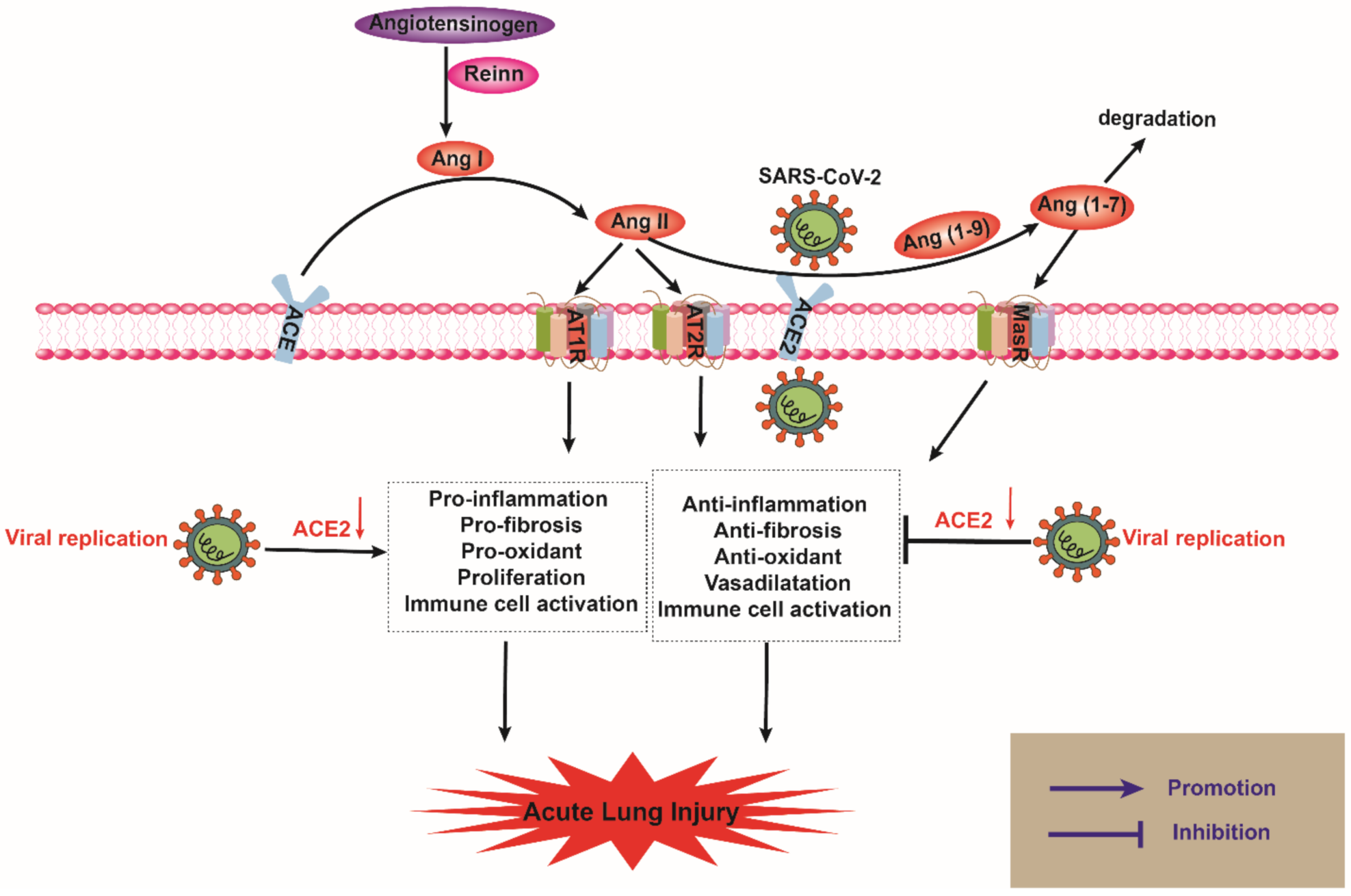 Understanding SARS-CoV-2-Mediated Inflammatory Responses: From Mechanisms  to Potential Therapeutic Tools