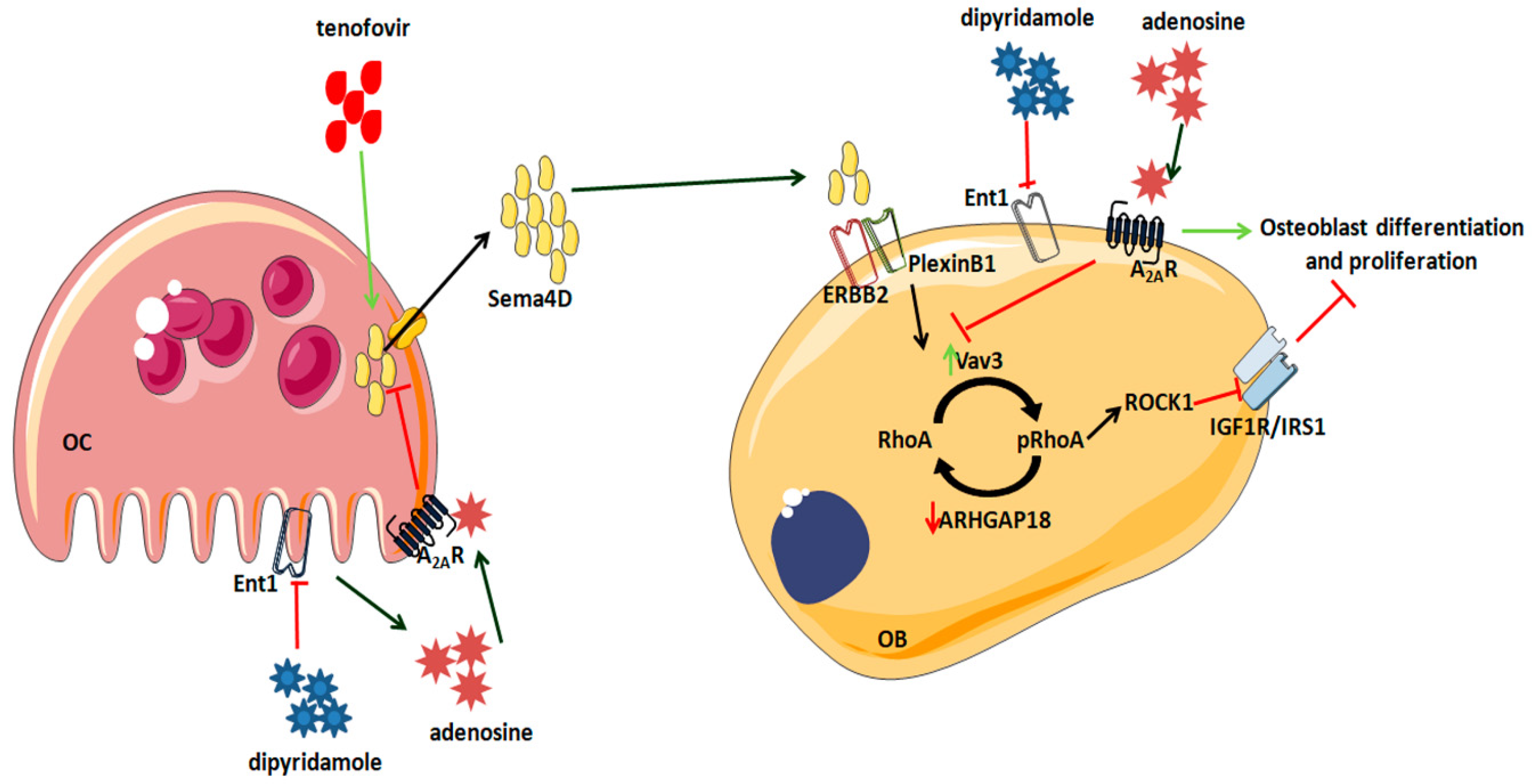 Ijms 22 11490 g009 550