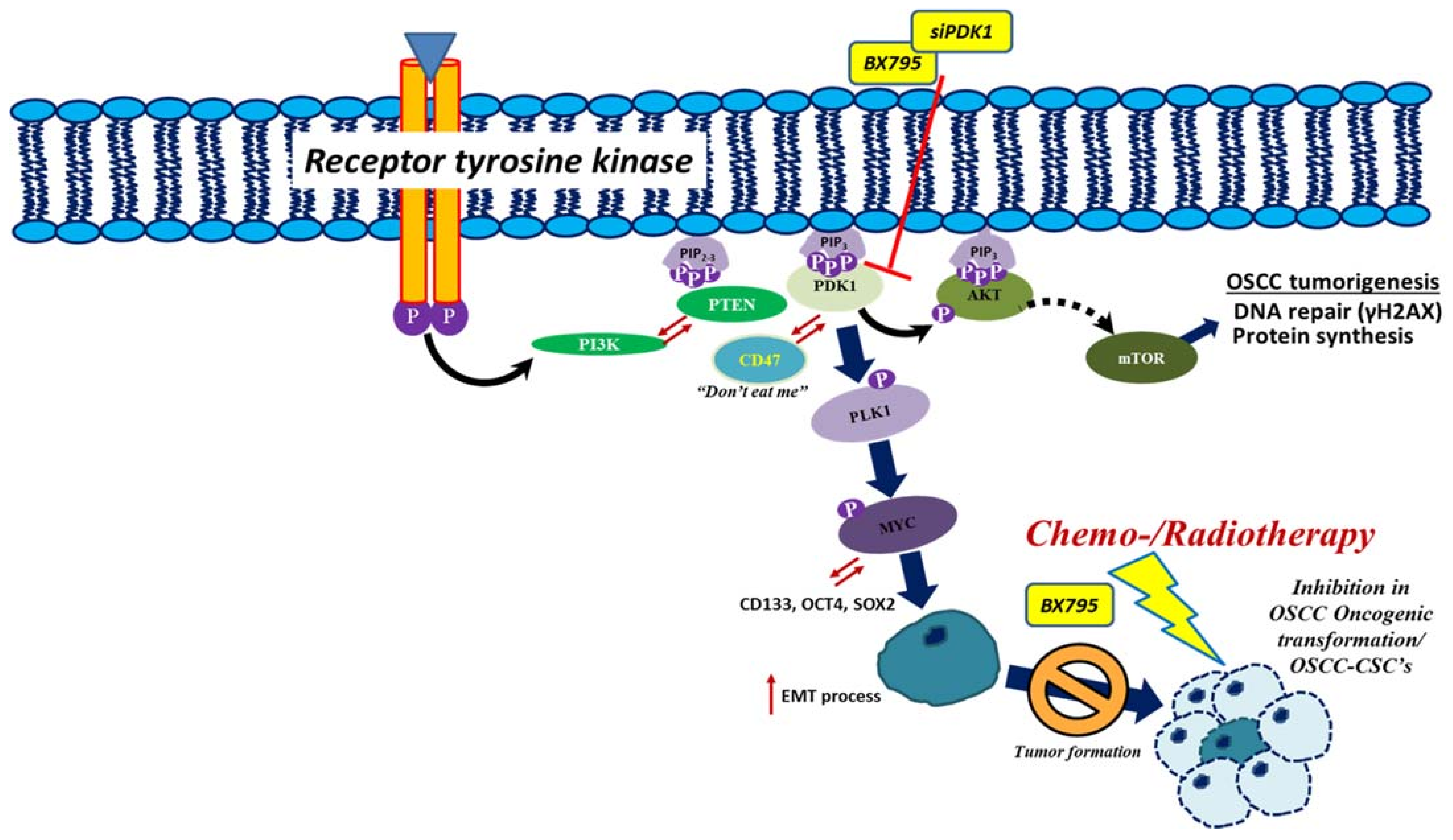 Ijms 22 11492 g007 550
