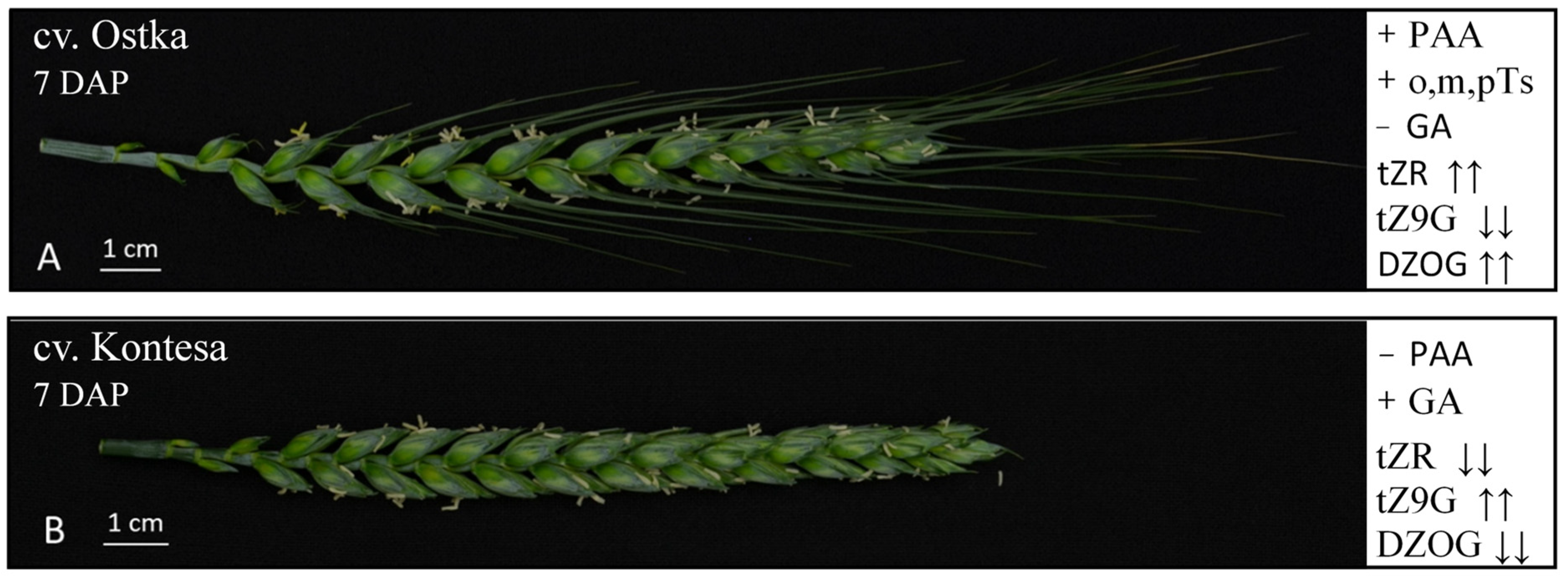 Ijms 22 11494 g007 550