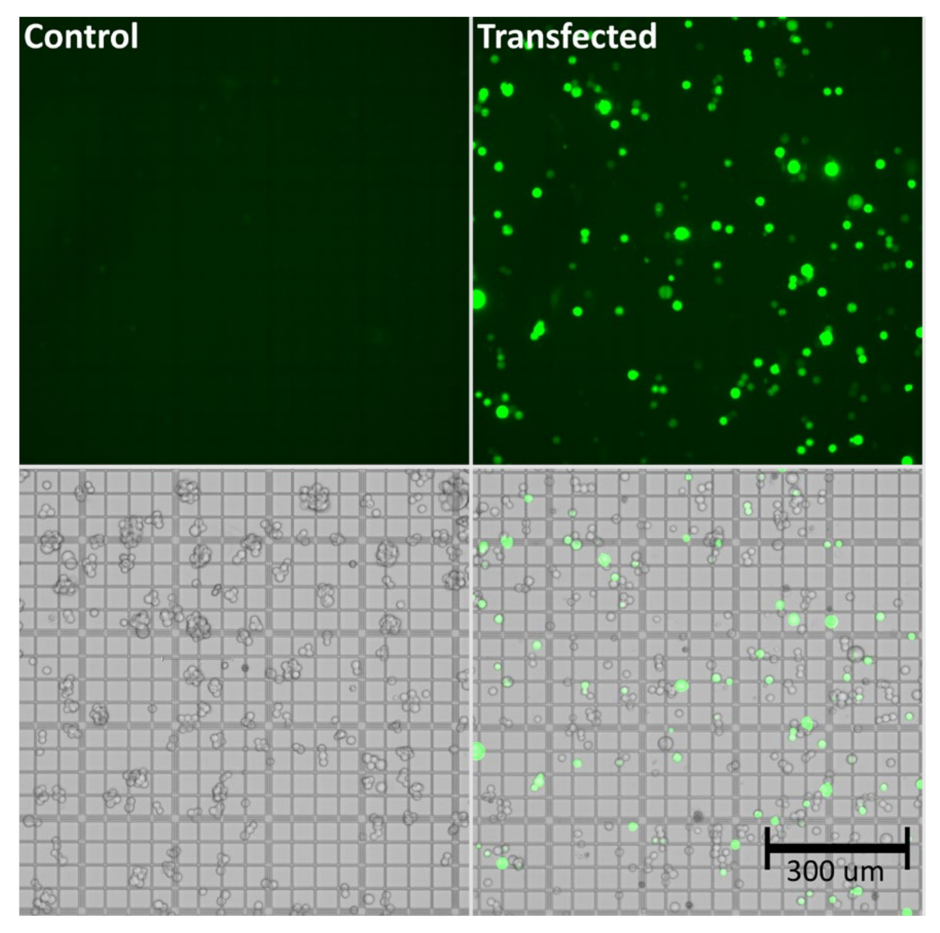 IJMS Free FullText Proteomic Landscape of AdenoAssociated Virus