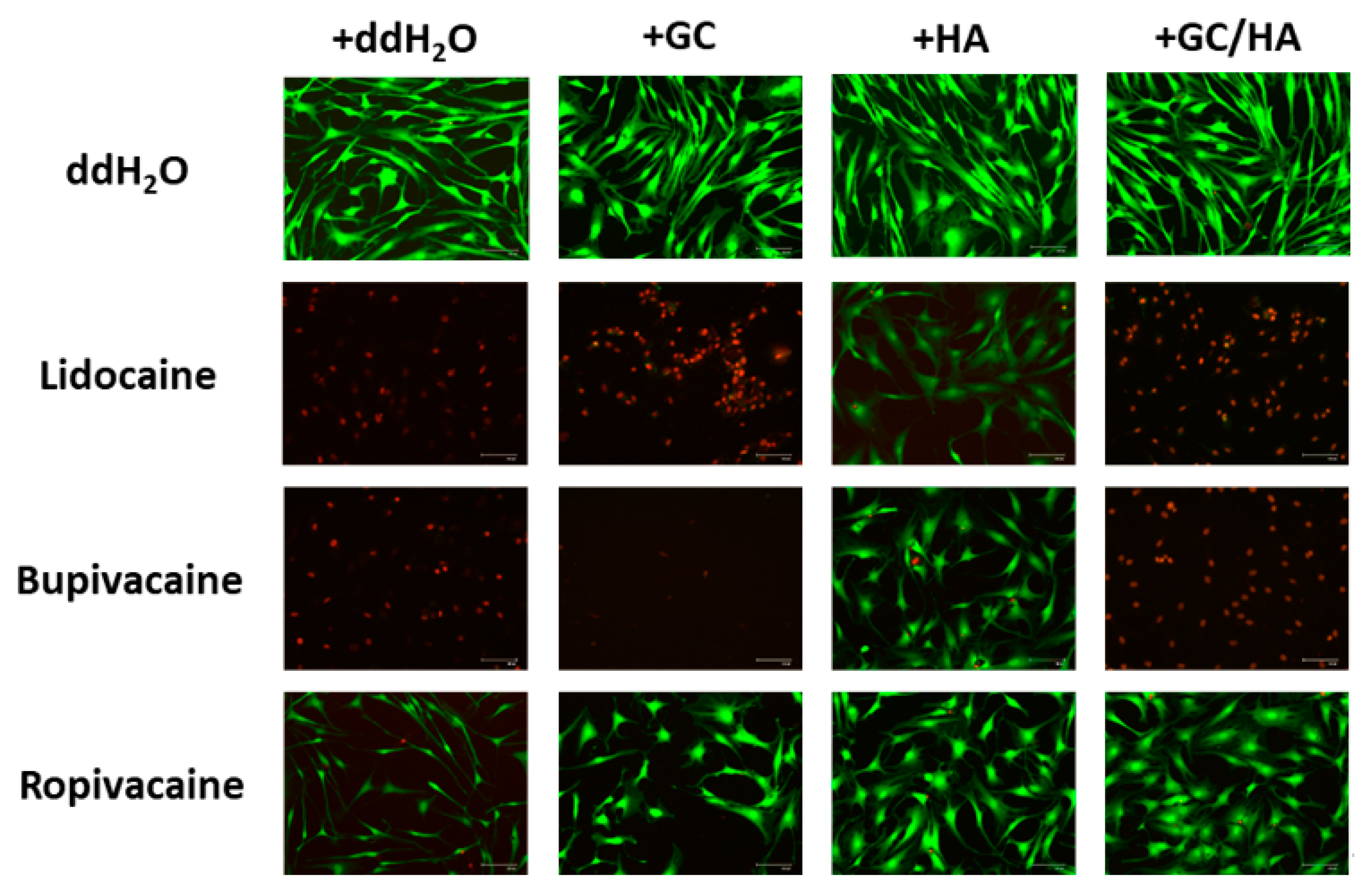 Ijms 22 11503 g006 Ijms 22 11503 g006