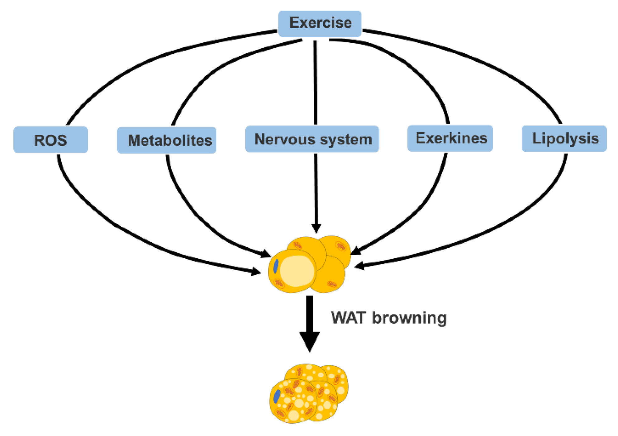 Adipose-specific SAT1 knockout mice develop late-onset obesity.