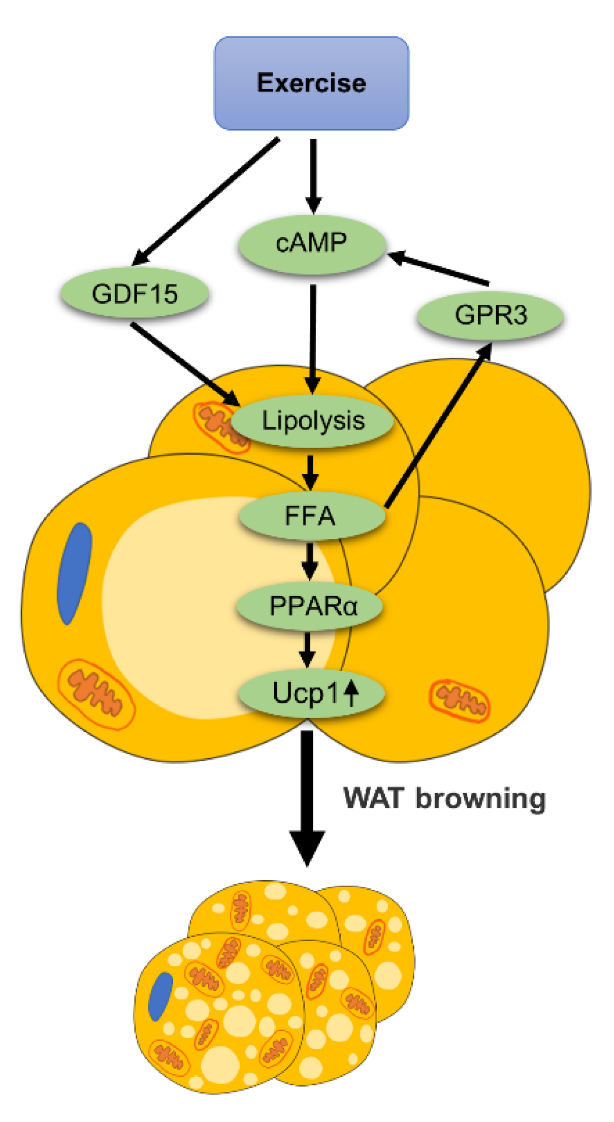 Ijms 22 11512 g006 550