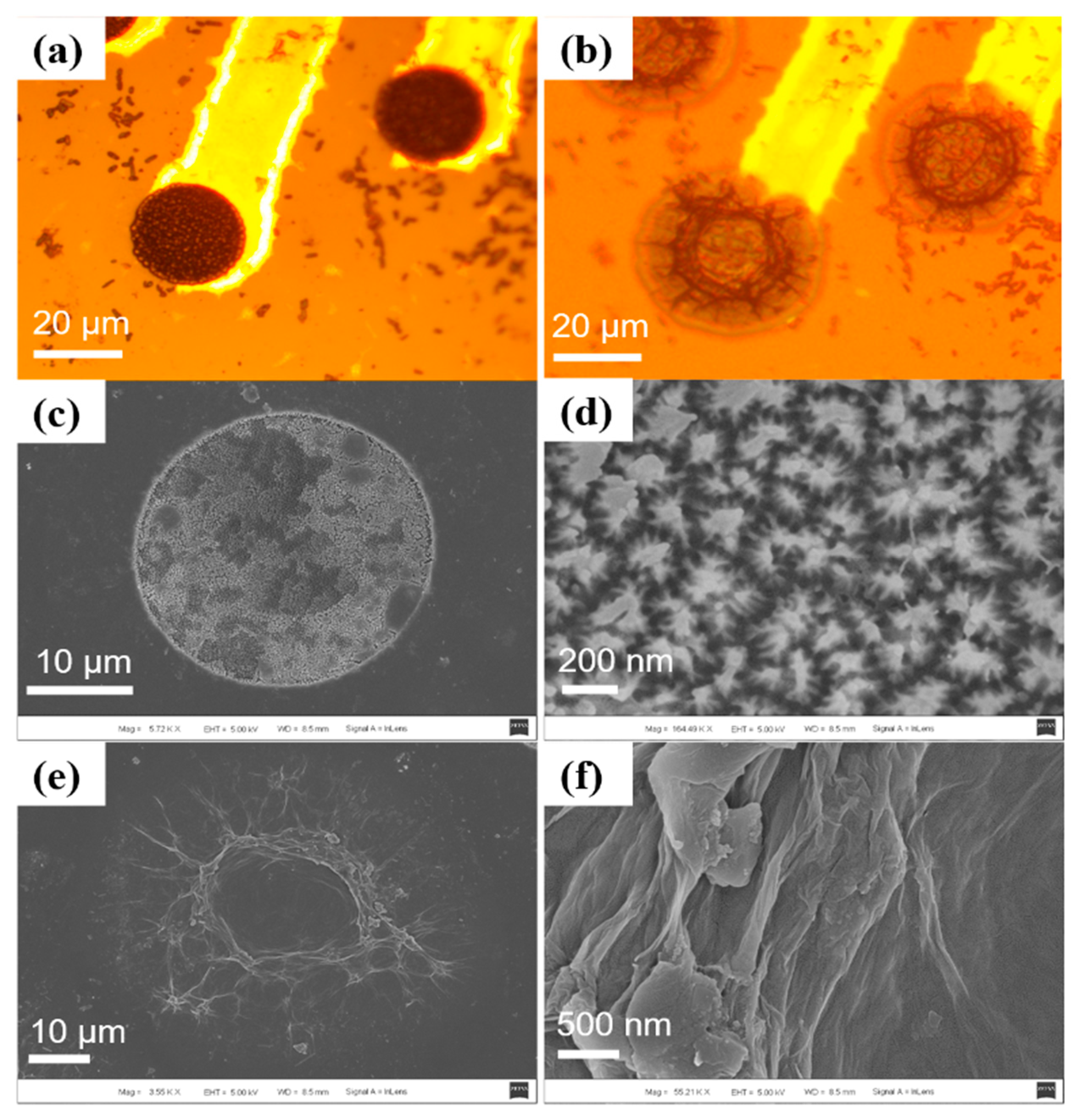 Ijms 22 11528 g001 550